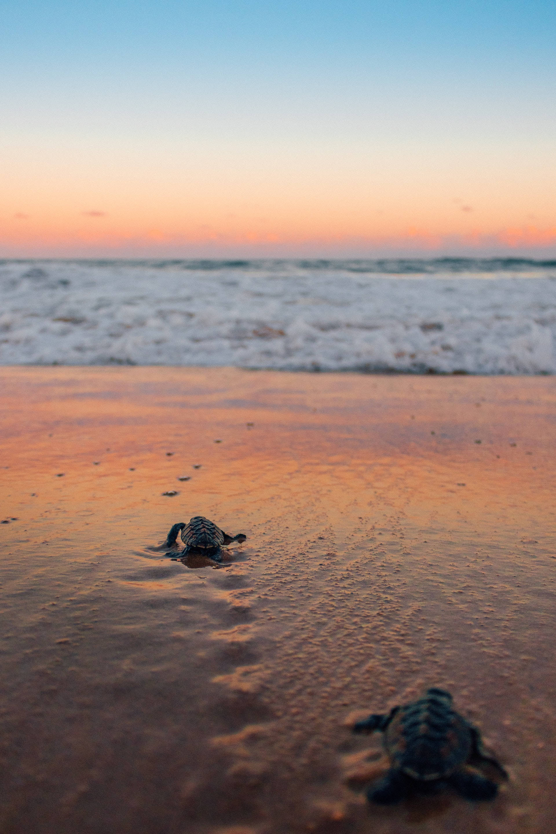 Havskildpadder der kravler på stranden Wallpapers