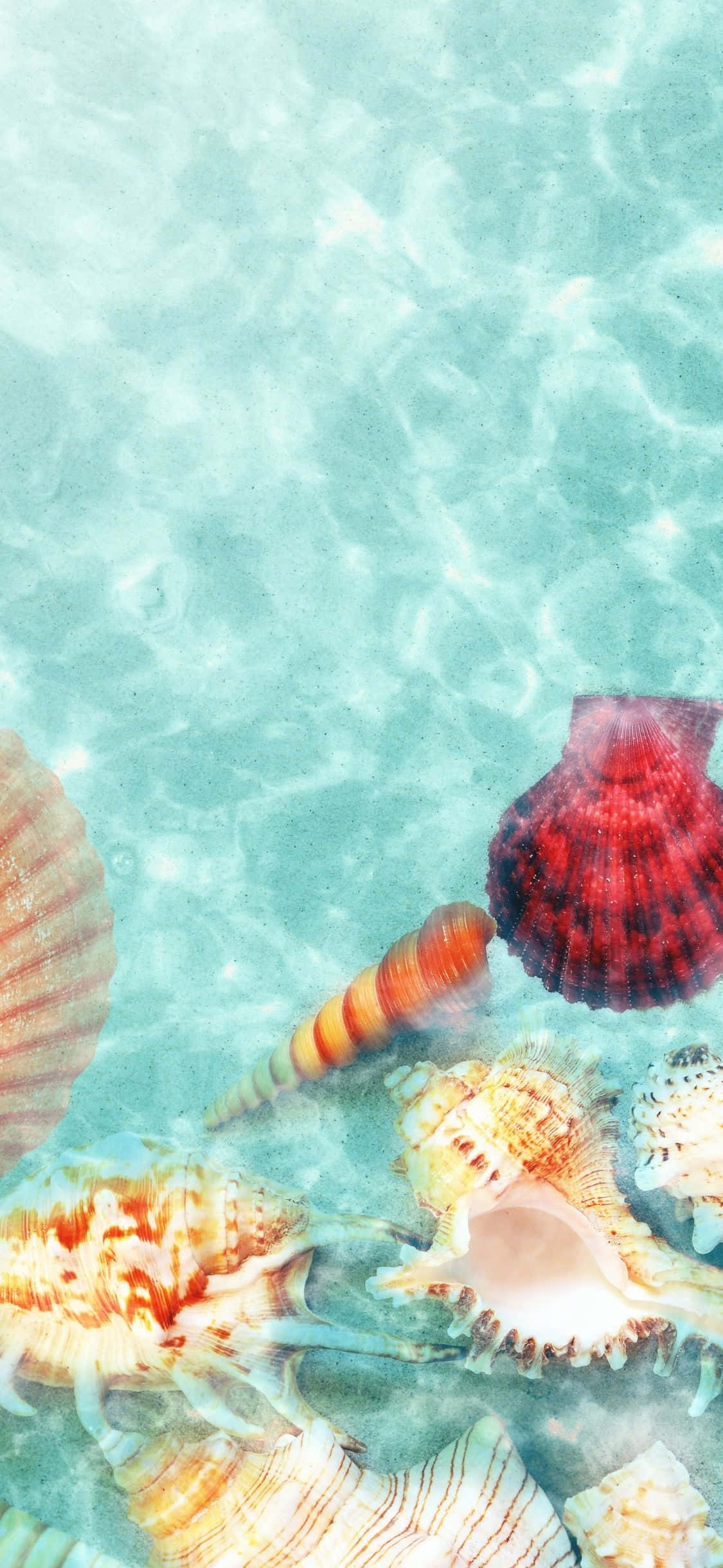 Havsnegle Nedsænket I Vand iPhone X Sommerbaggrund Wallpapers