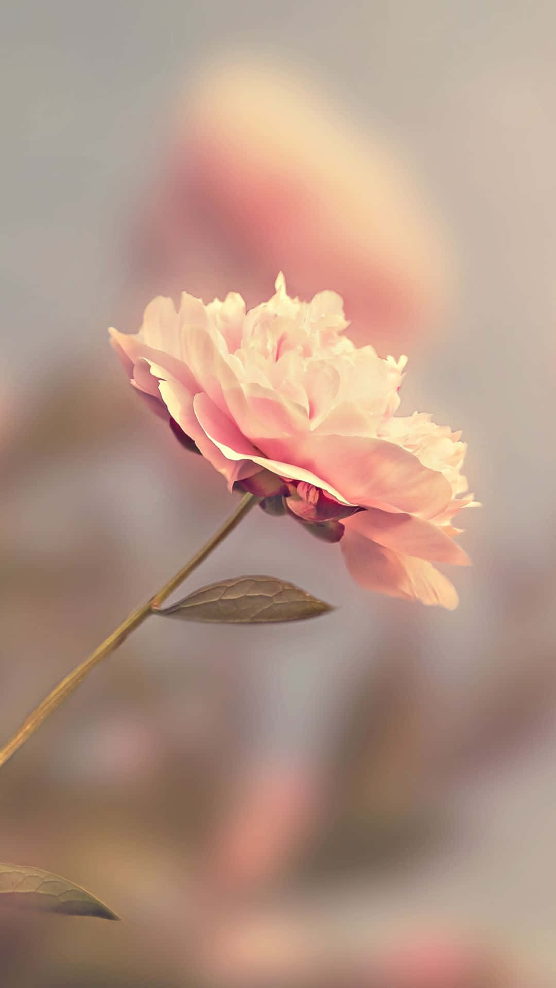 HD Rose Pink Blur Effekt Wallpapers