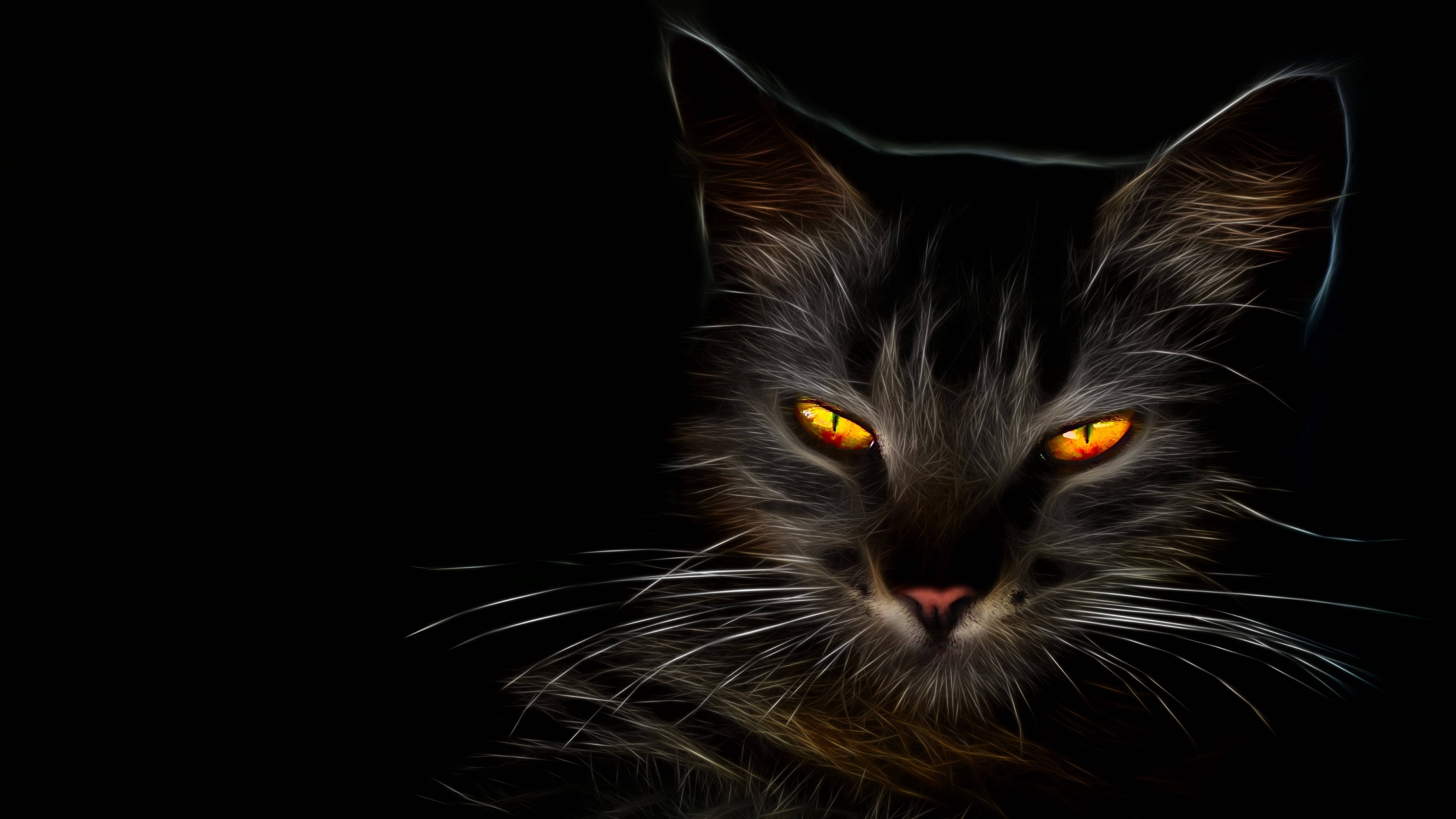 HD Sort Kat Wallpapers