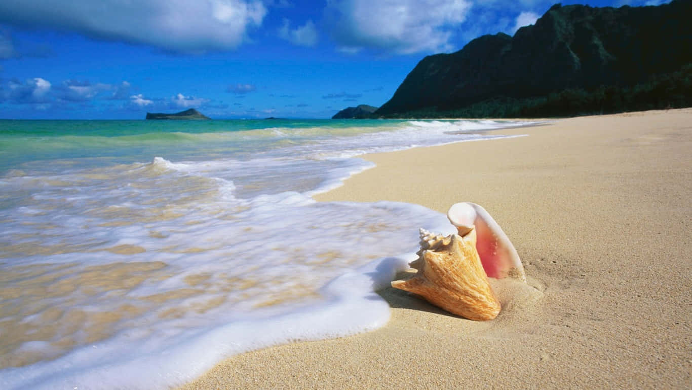 HD Strand med Oahu-skal Wallpapers