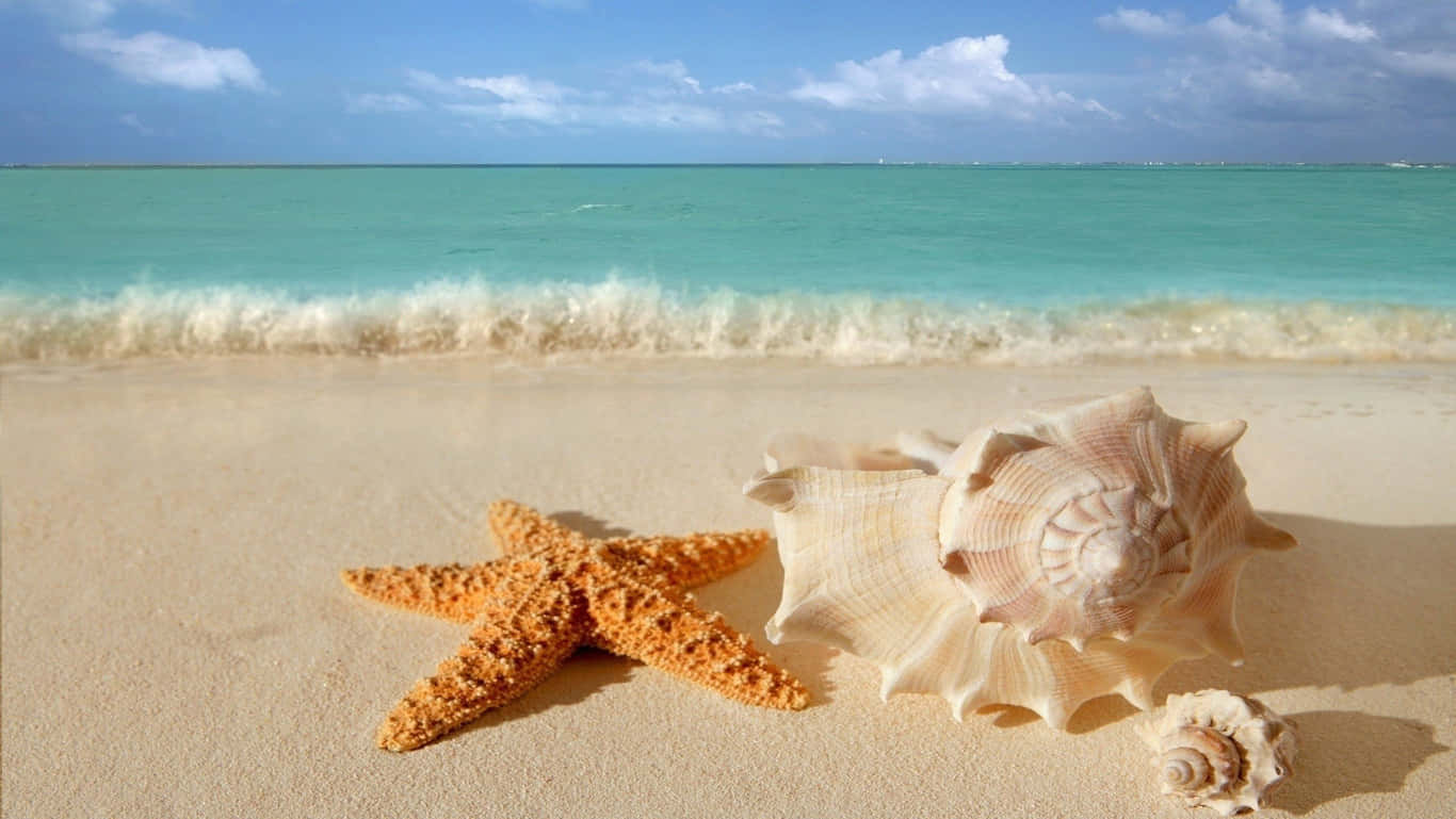HD Strand med Søstjerne og Muslingeskaller Wallpapers