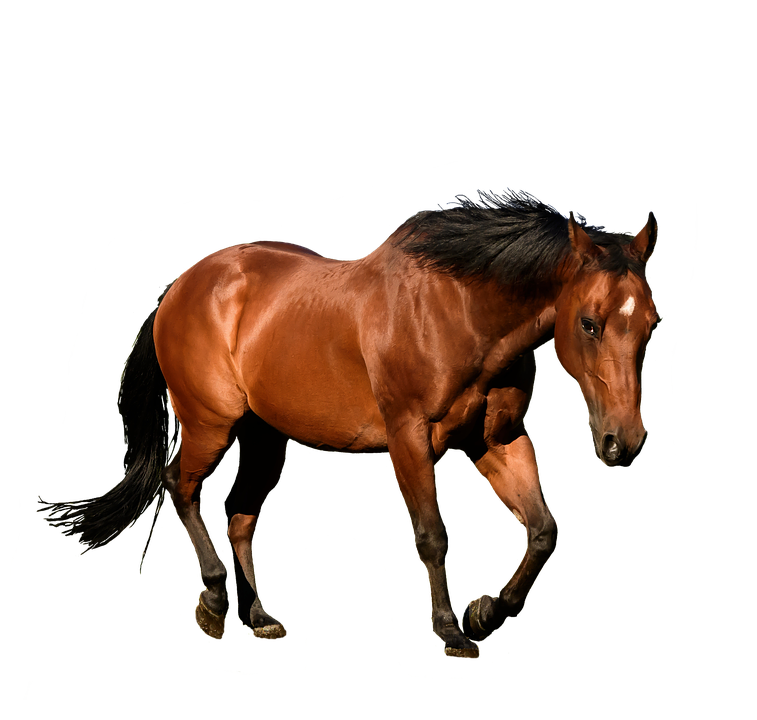 Hest i bevægelse Wallpapers