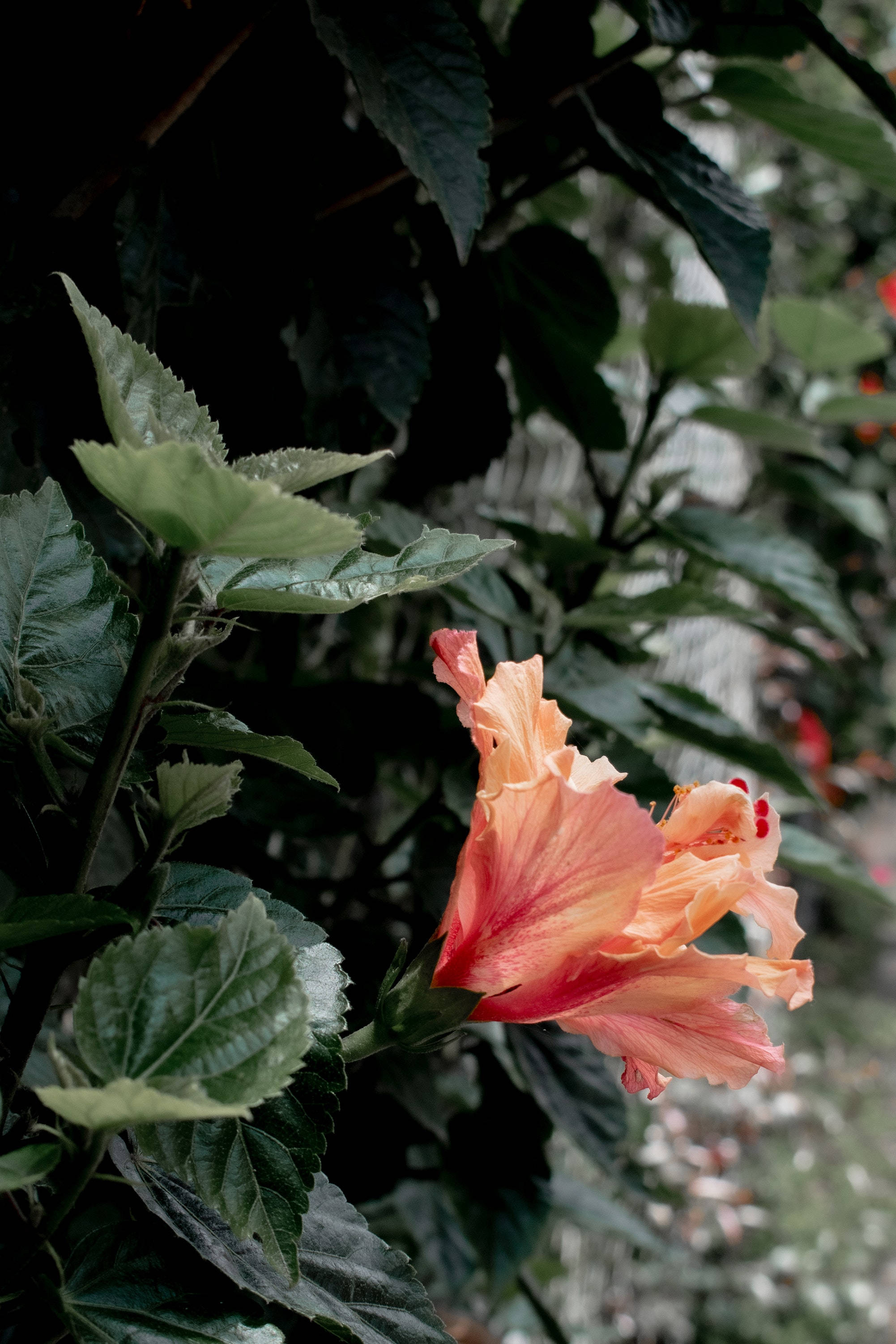 Hibiscusblomst Plante Æstetik Wallpapers