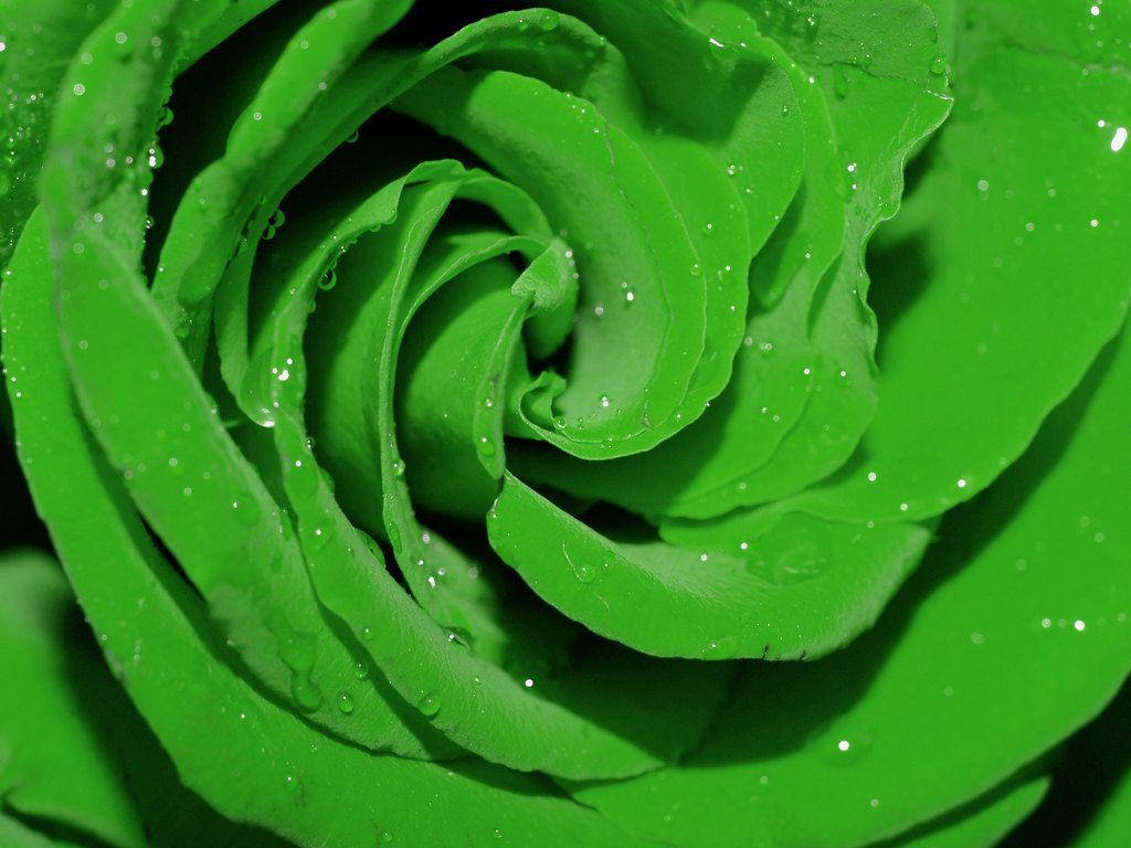 Hijau Grøn Rose Wallpapers