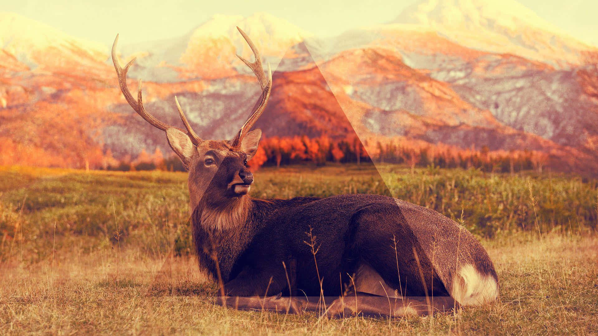 Hipster Hjort Skrivebord Wallpapers