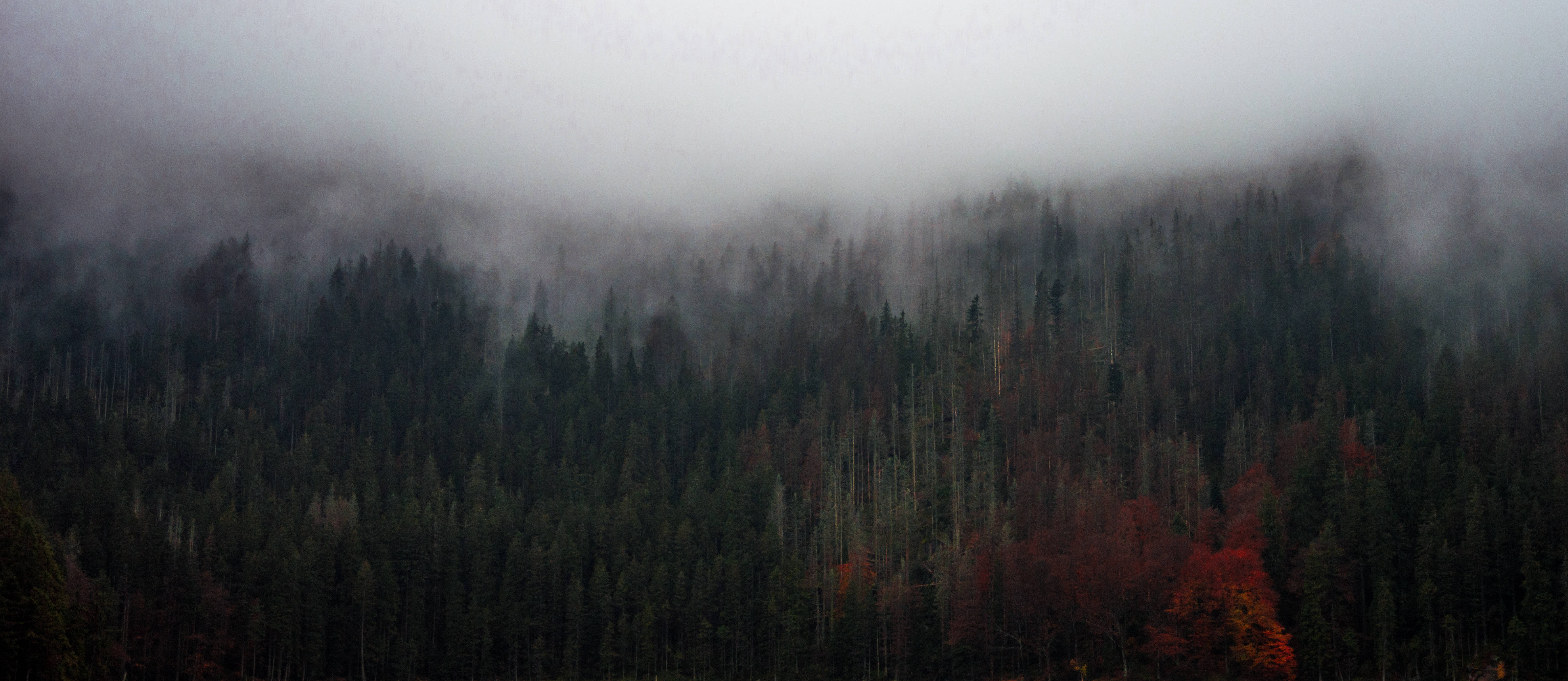 Høje træer i tåget skov Wallpapers