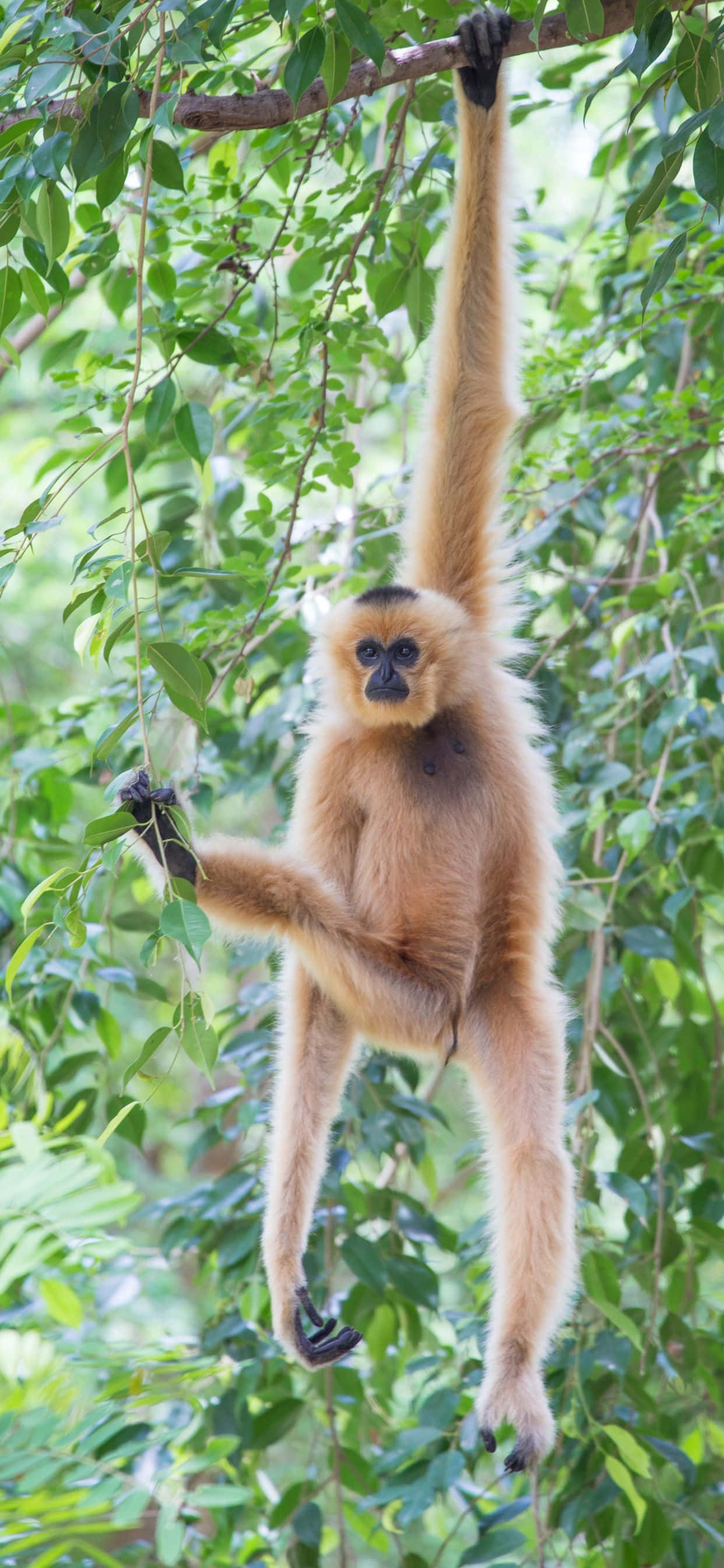 Hjernegymnastik med iPhone Xs Max Gibbon Wallpapers