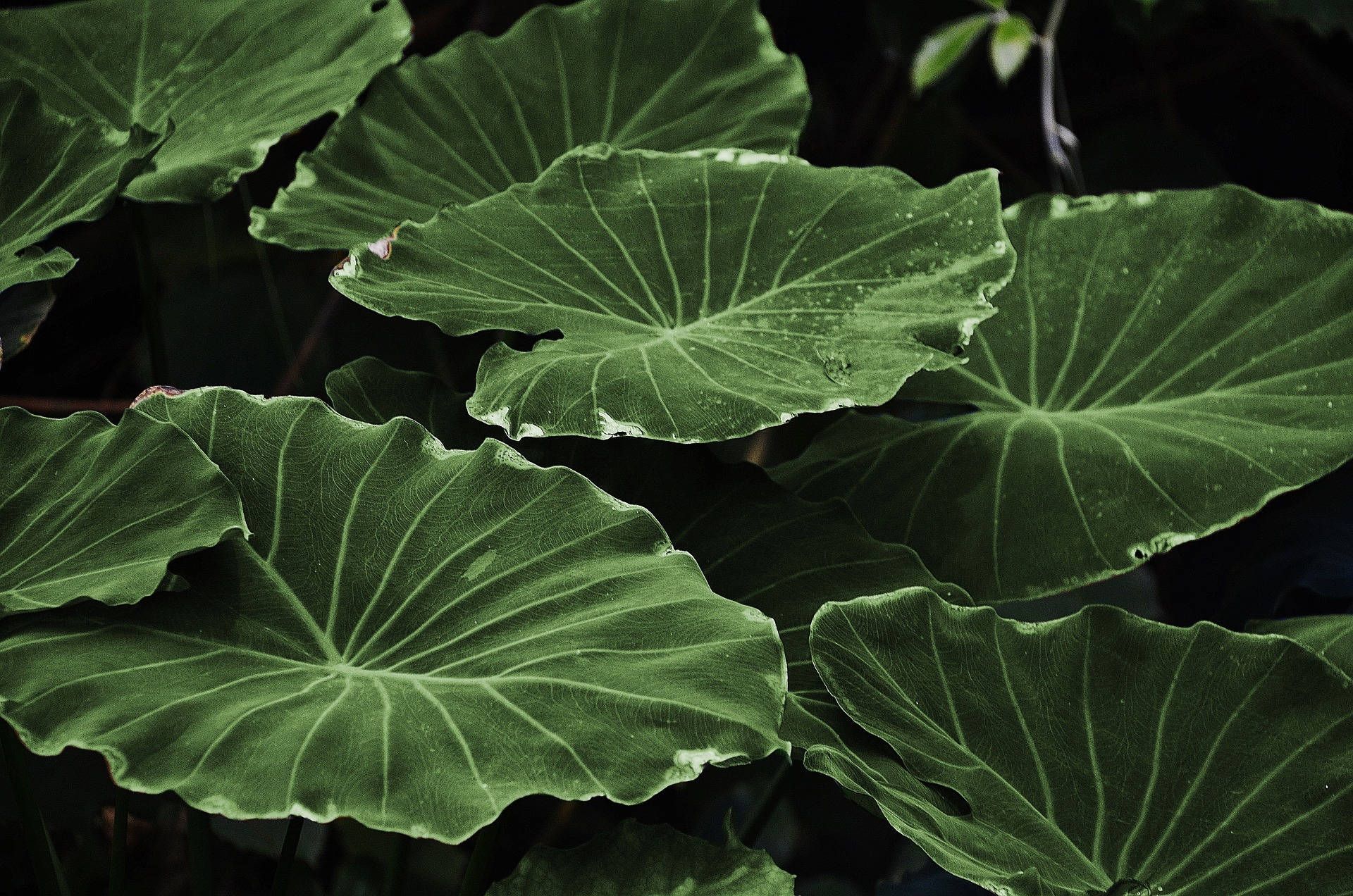 Hjerteformede blade plante æstetik Wallpapers