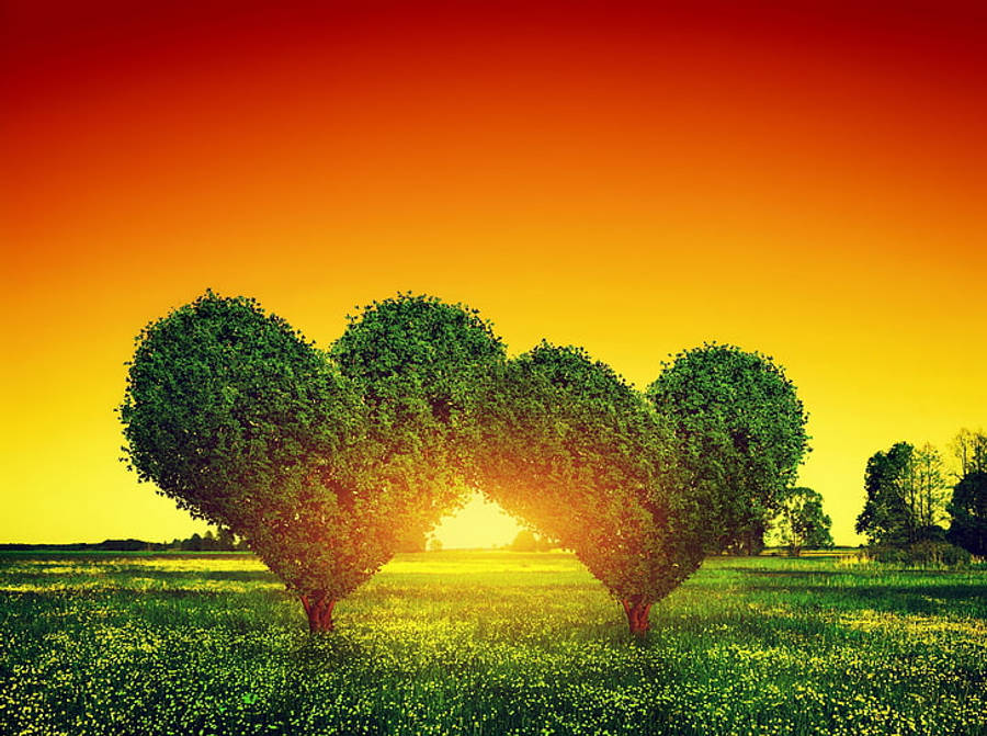 Hjertetræer Fuld Skærm HD Wallpapers