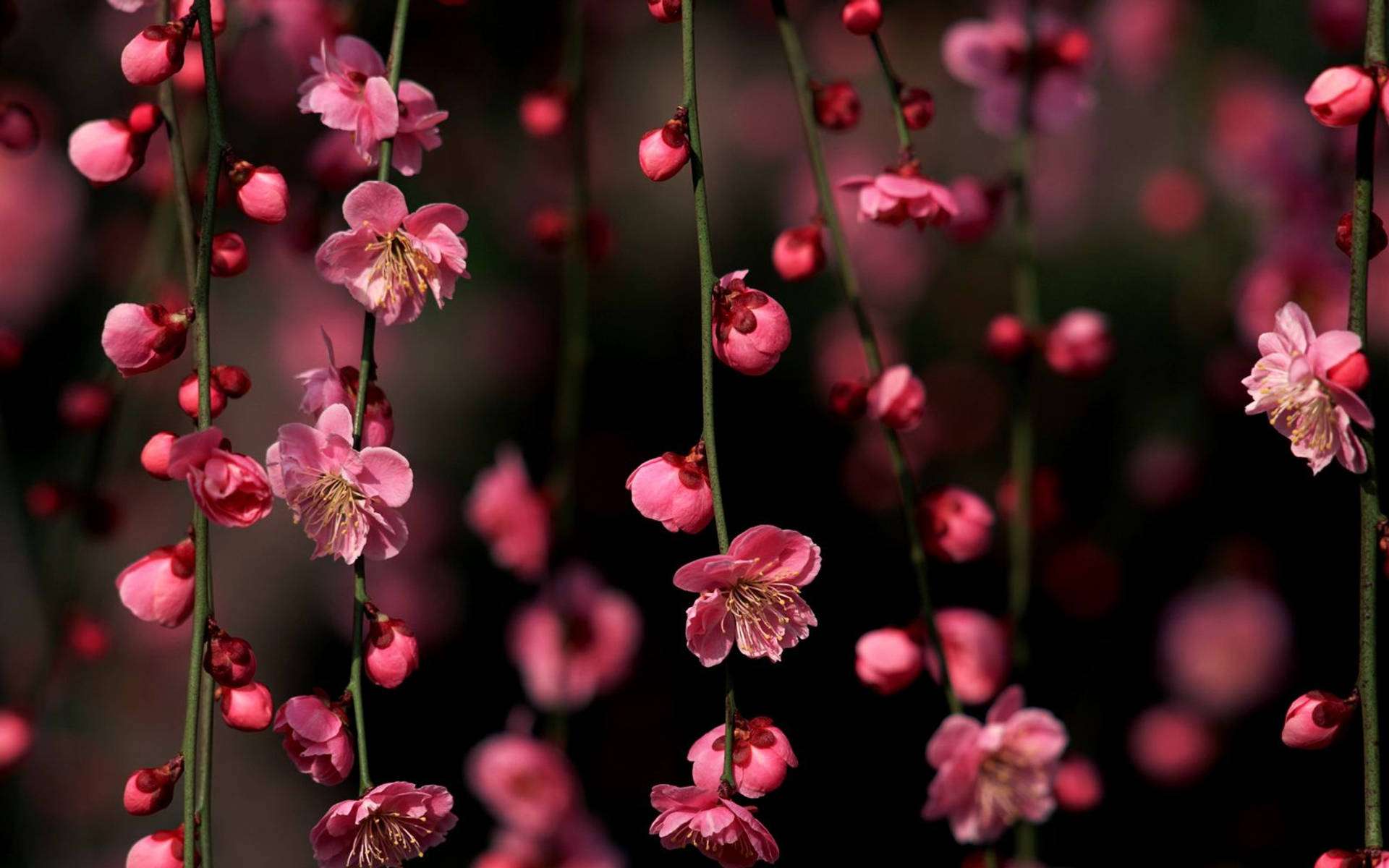 Hængende Kirsebærblomster Wallpapers