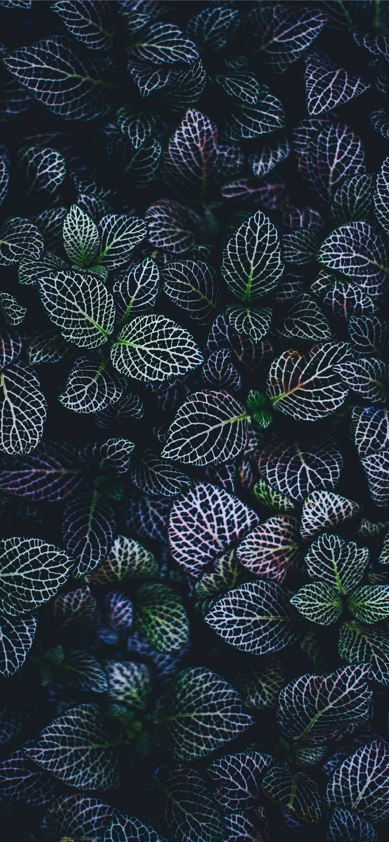 Hold din hjemmeskærm frisk med et Plants iPhone-baggrundsbillede Wallpapers