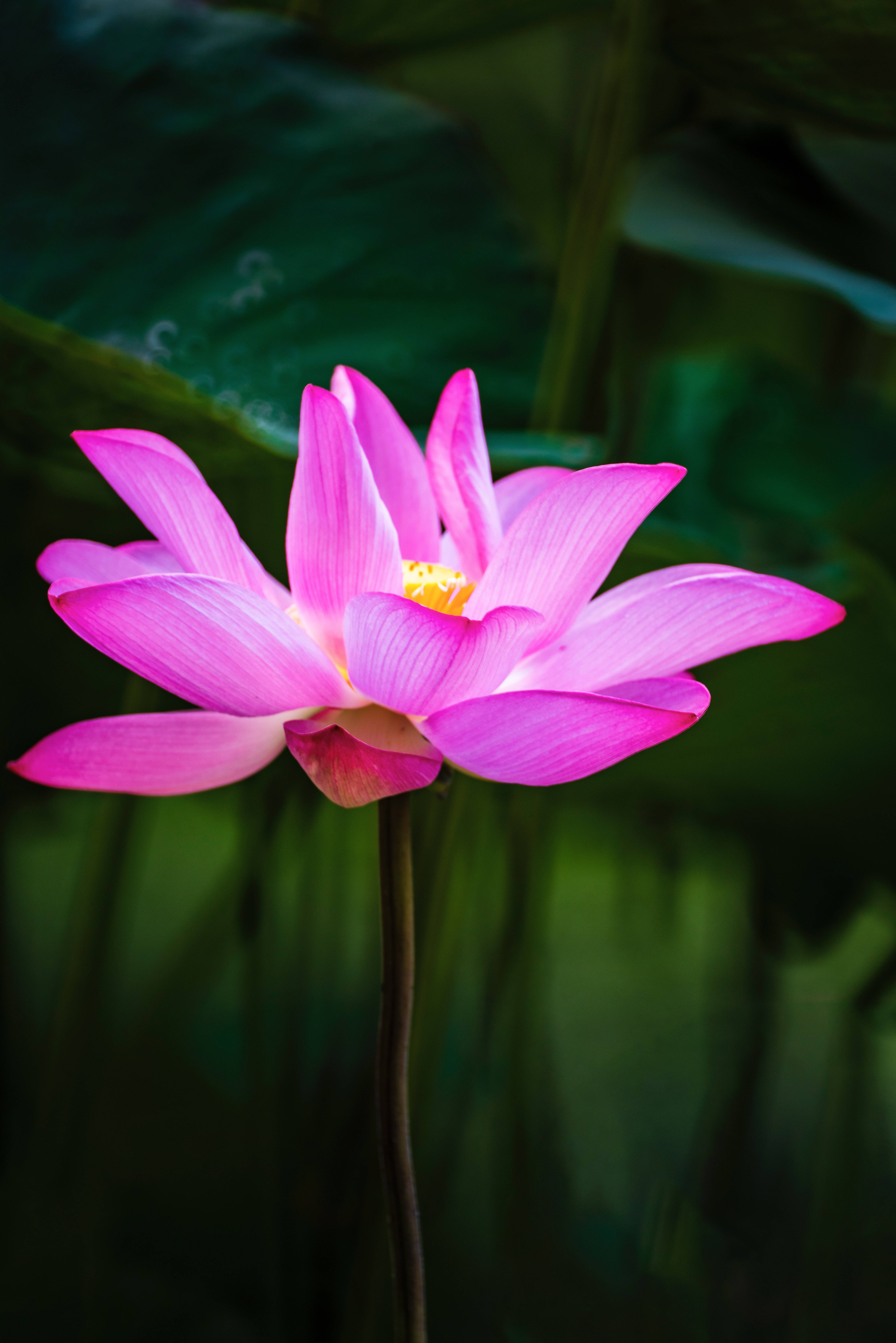 Honglingjin Lotusblomst Wallpapers