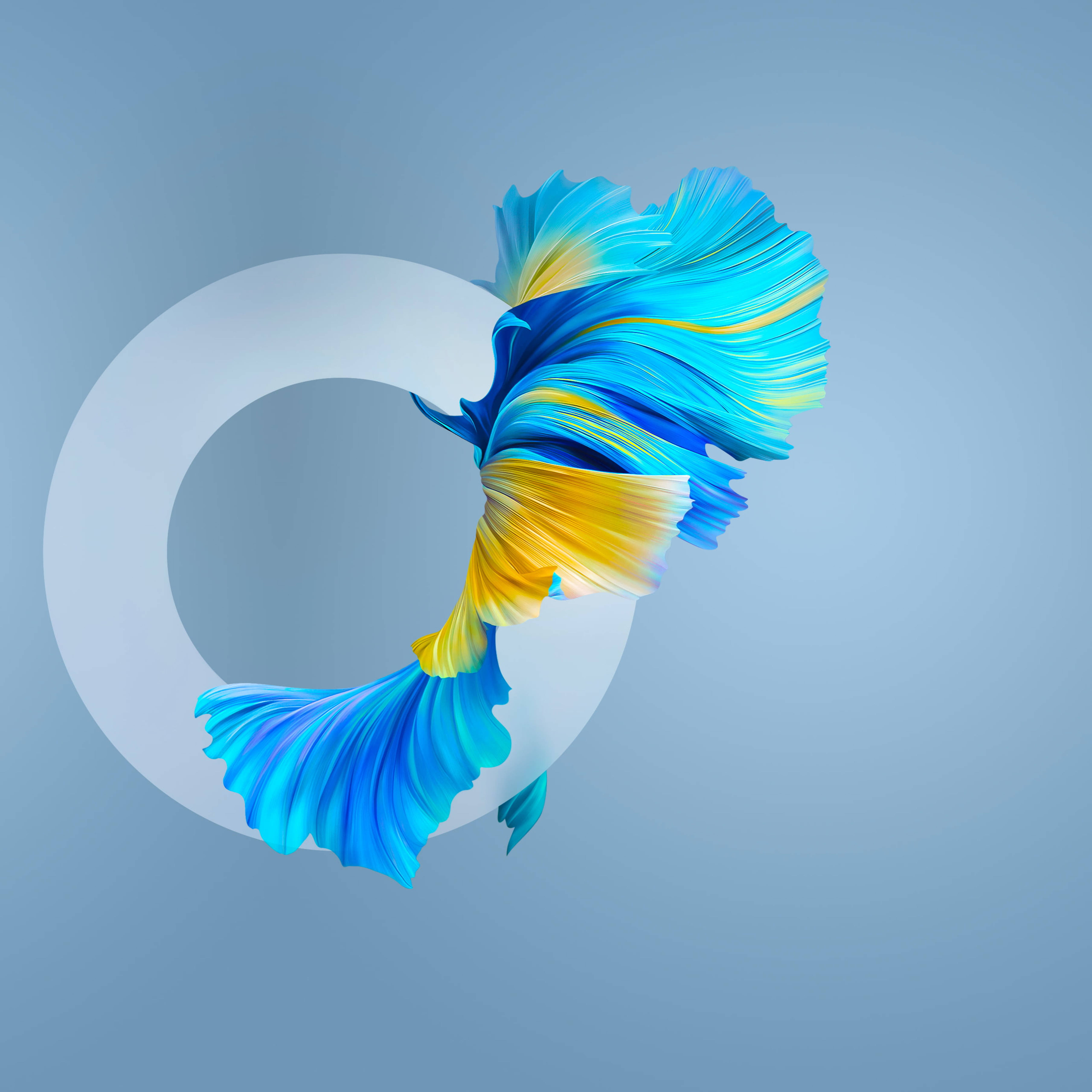 Huawei Mate 40 Pro Fish Wallpapers