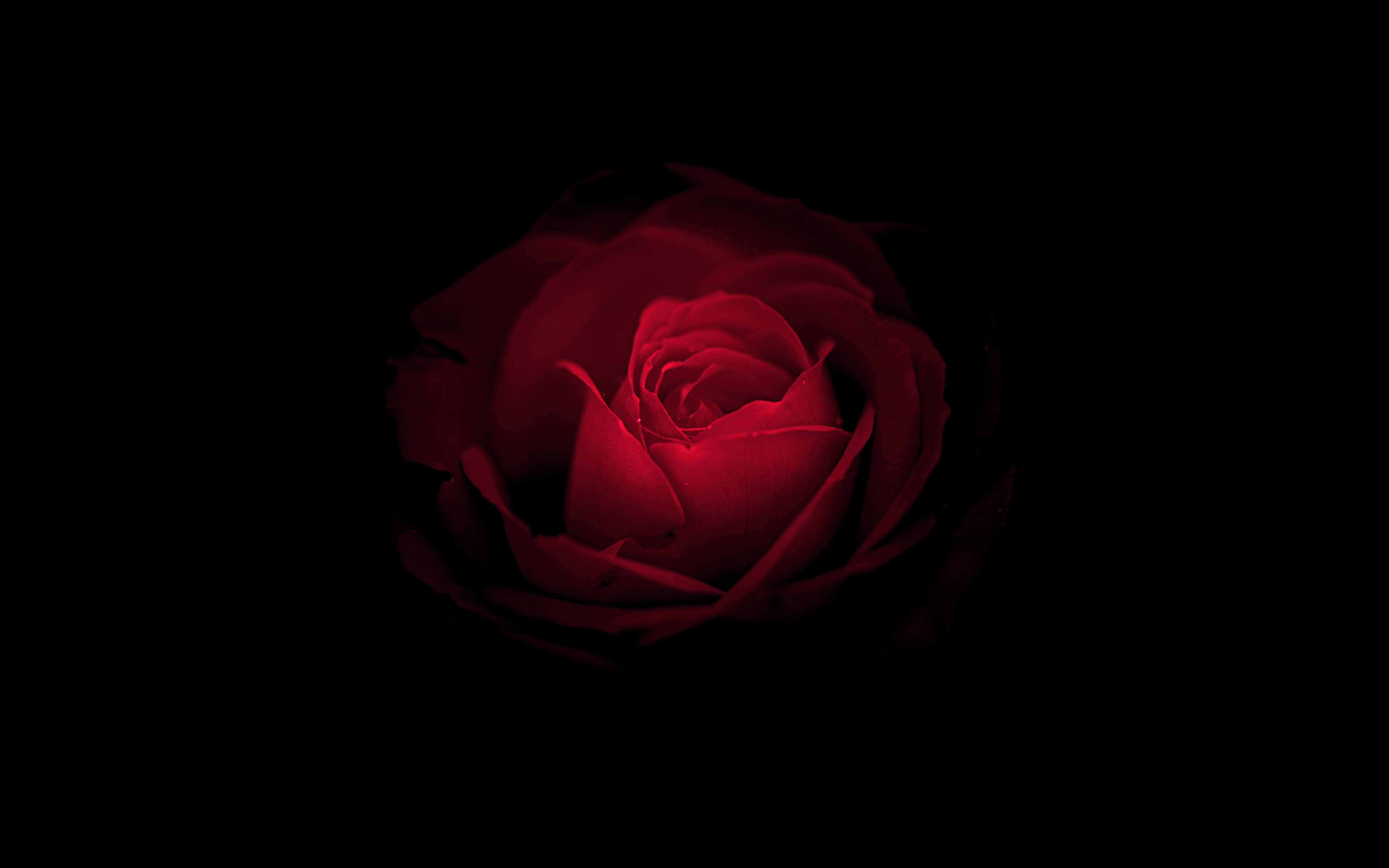 Huawei Mate RS Porsche Rose Wallpapers