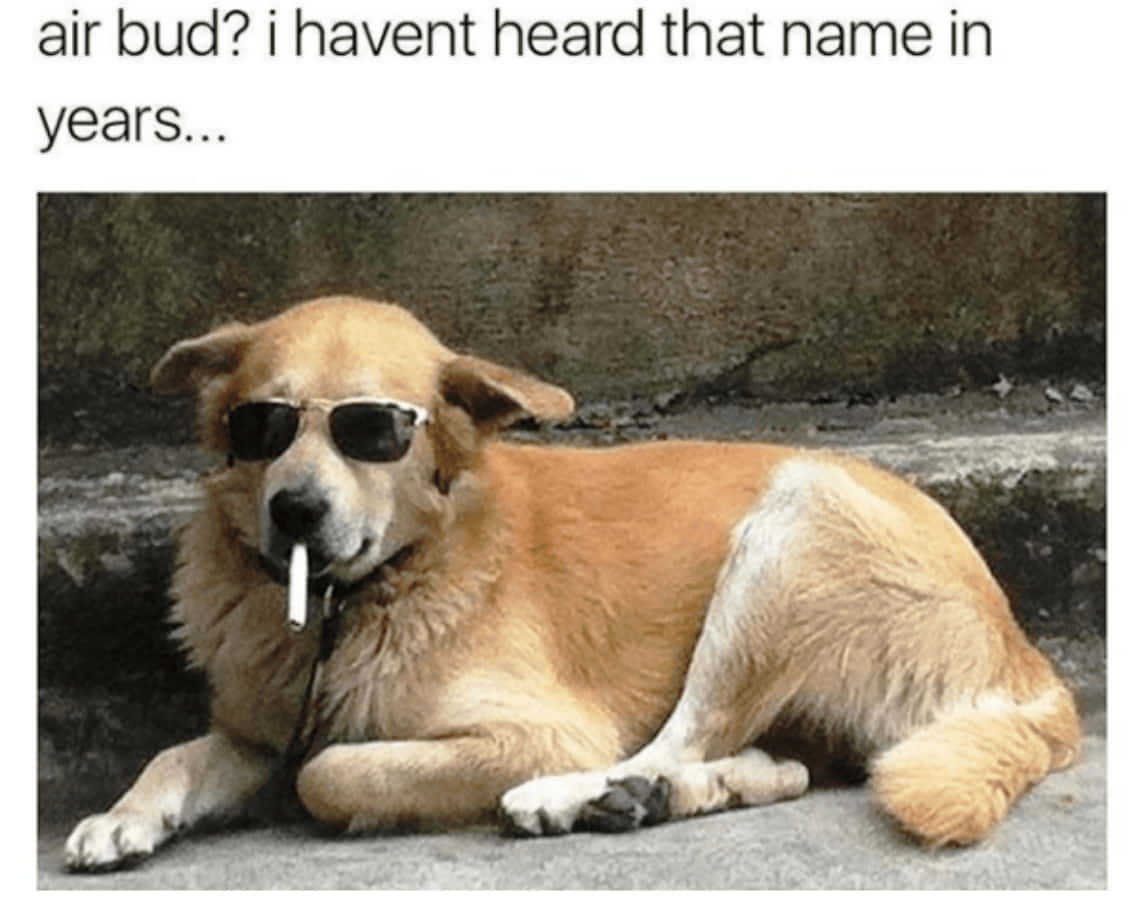 Hund med briller og cigaret meme billede Wallpapers