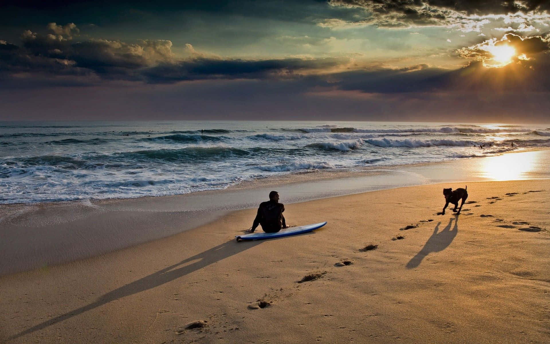 Hund med surfer ved solnedgang på stranden Wallpapers