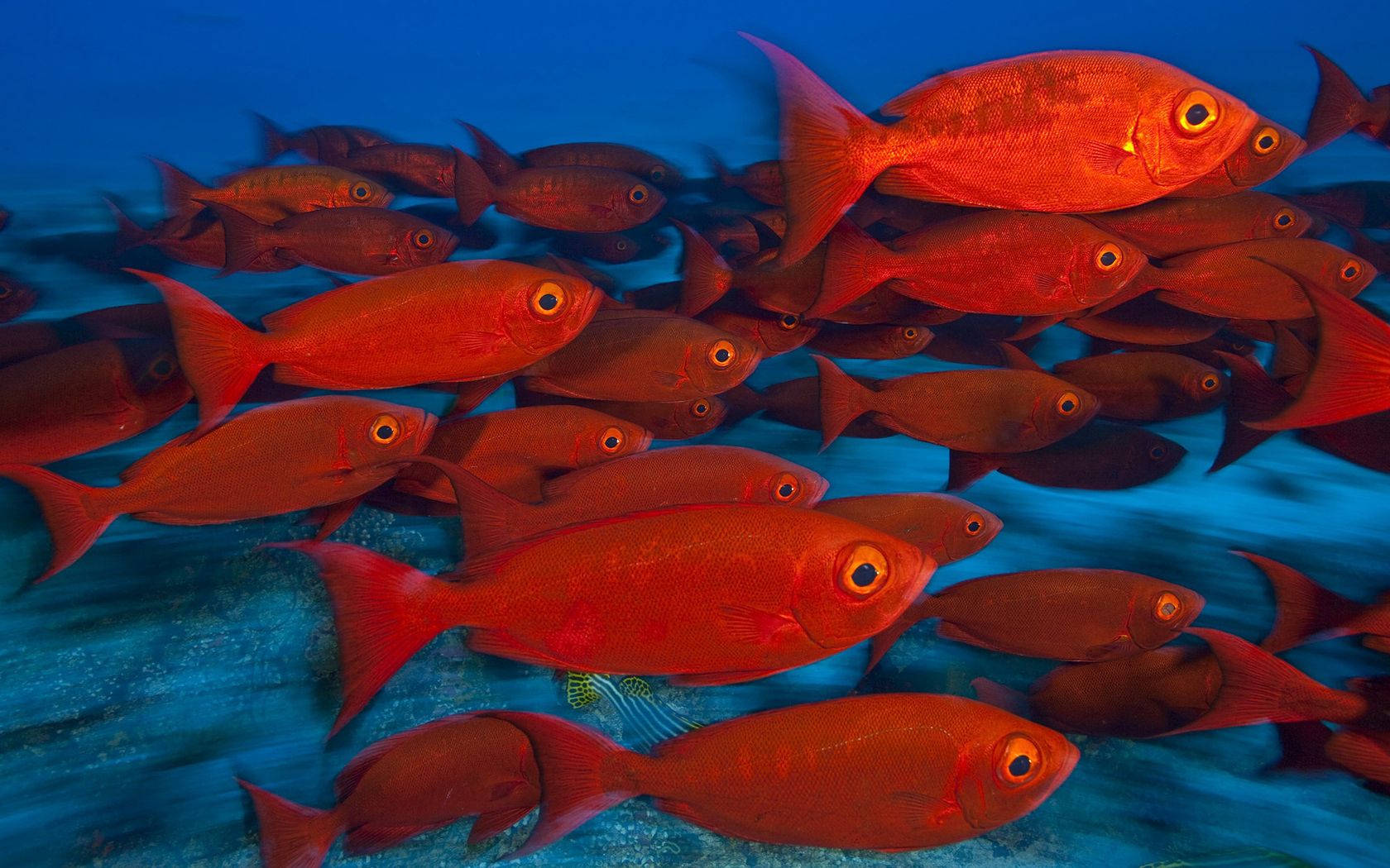 Hundredvis af røde fisk i stimer i et undervandsparadis Wallpapers