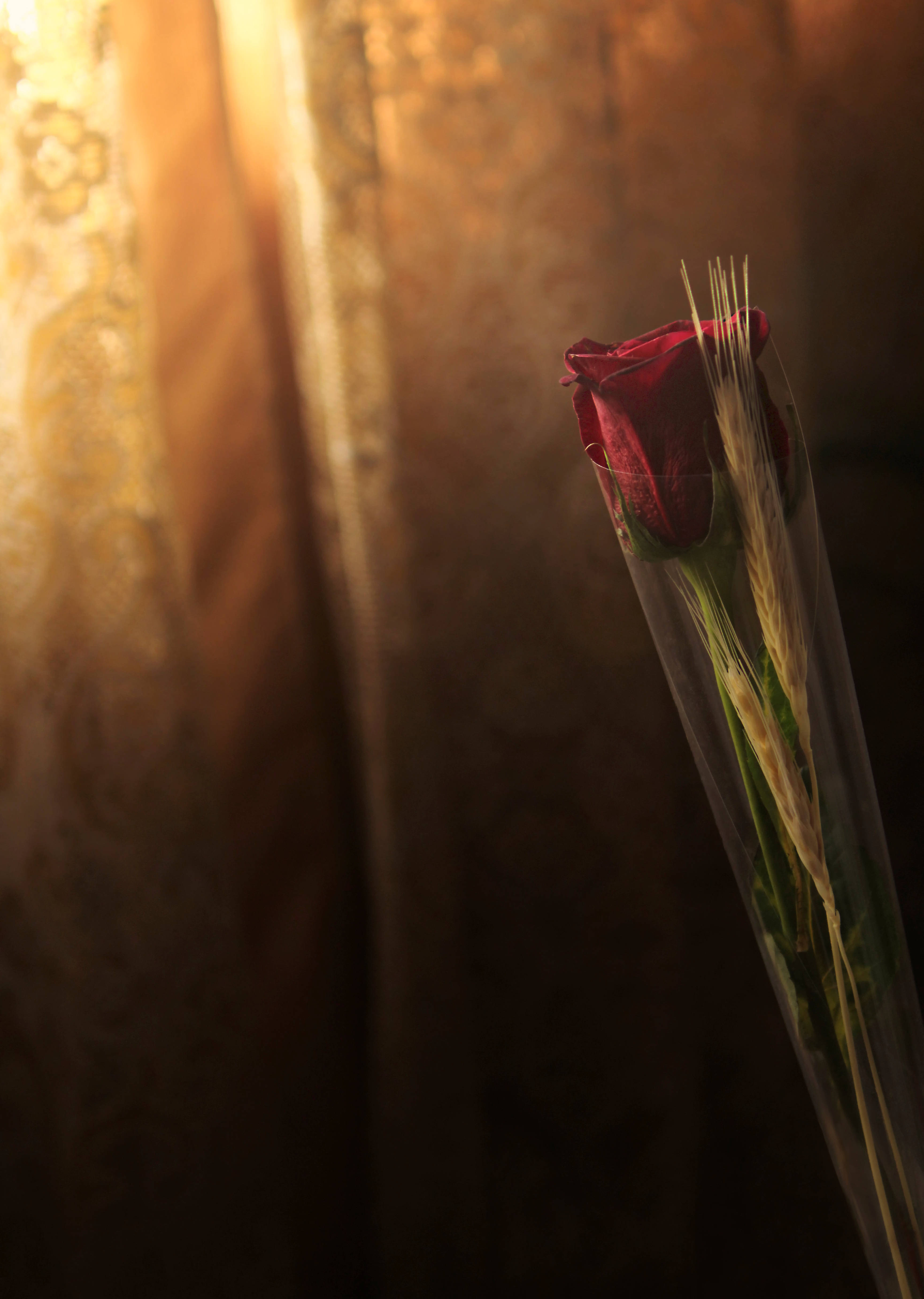 Hvede og rød rose Wallpapers
