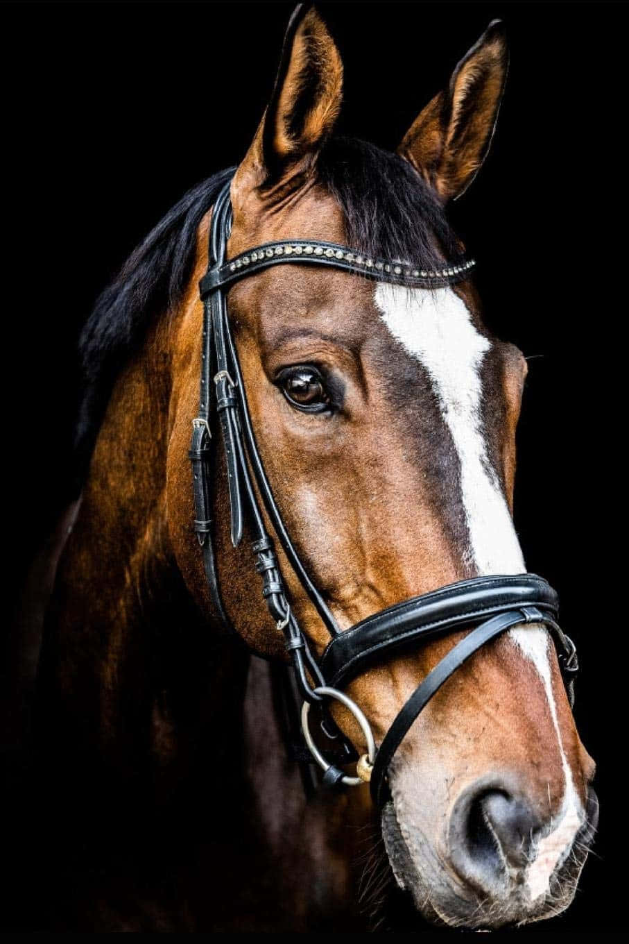 Hvem kan modstå charmen ved denne søde hest! Wallpapers