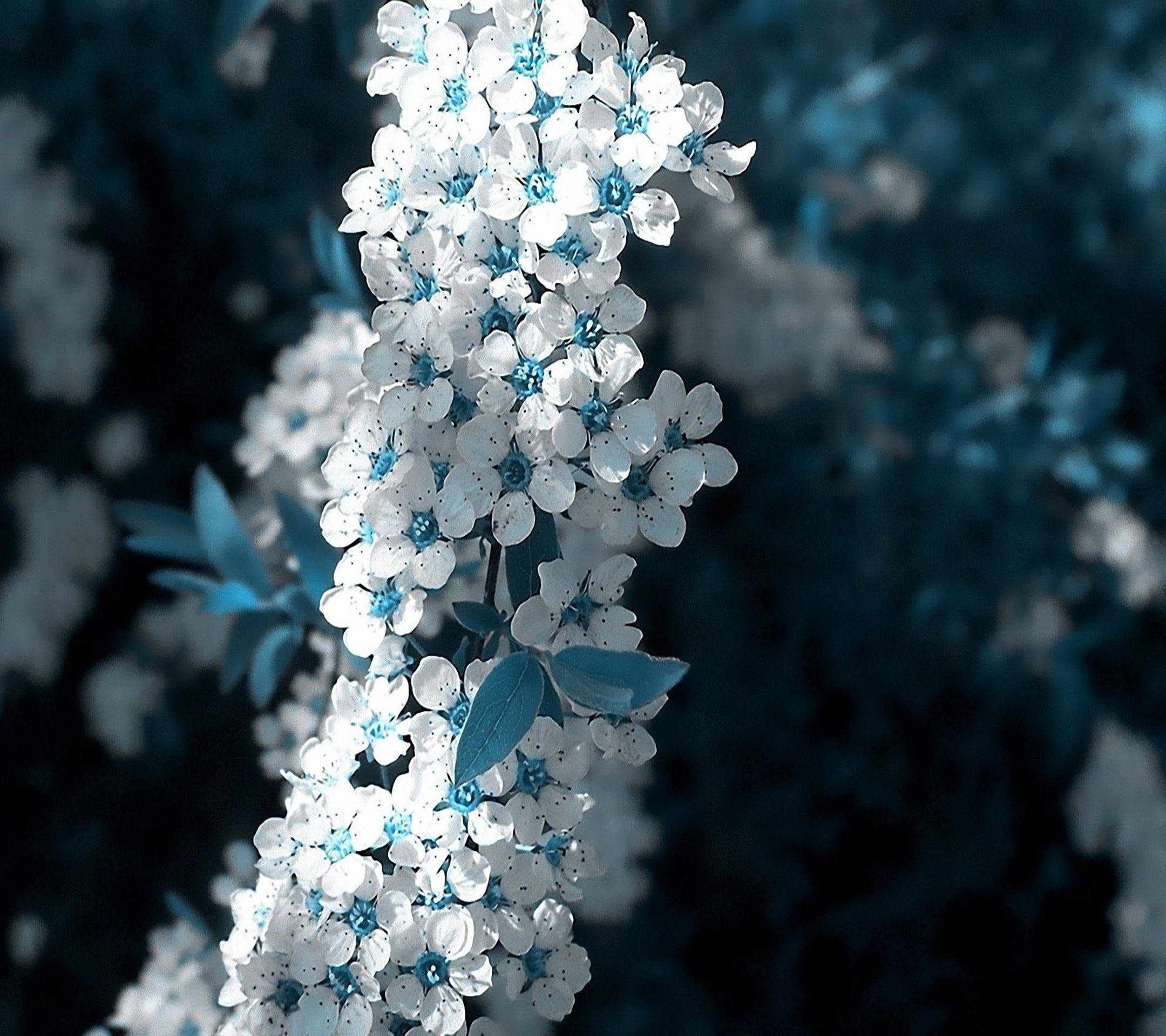 Hvid blå sakura smuk blomst Wallpapers