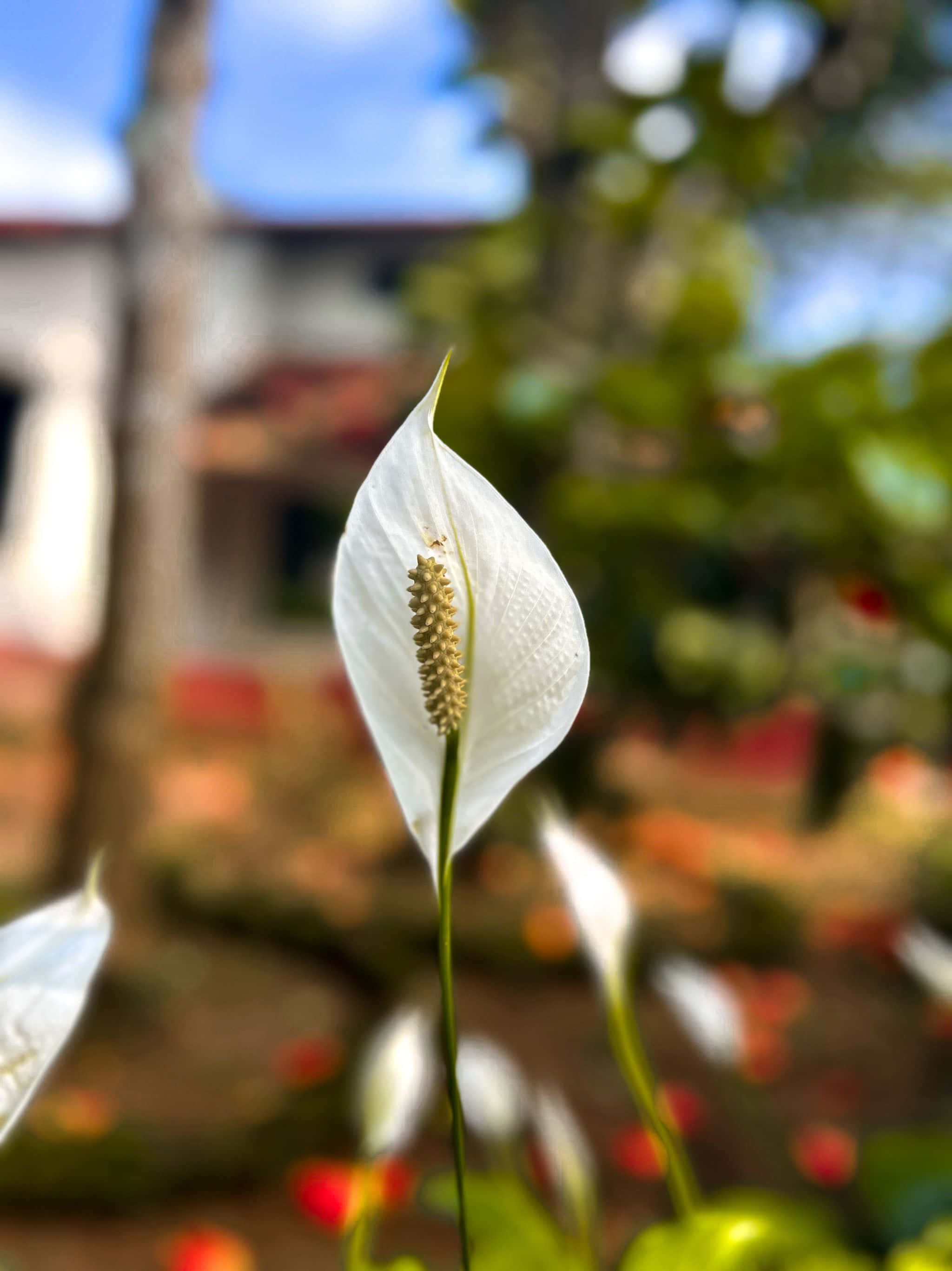 hvid blomst foran et hus Wallpapers