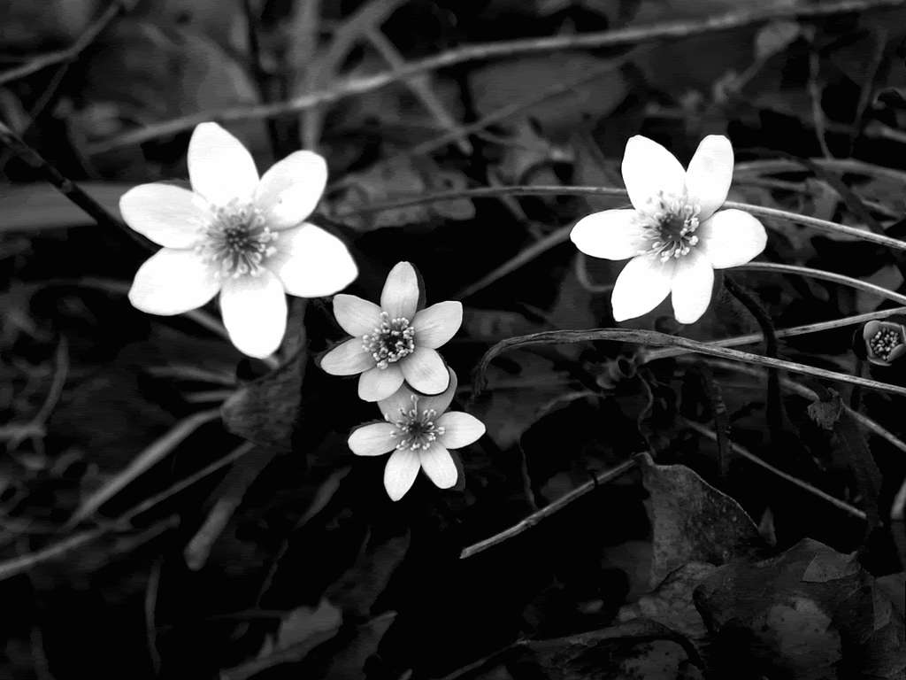 Hvid blomst i monokrom Wallpapers