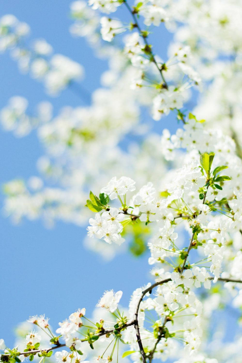 Hvid blomst mod blå himmel Wallpapers