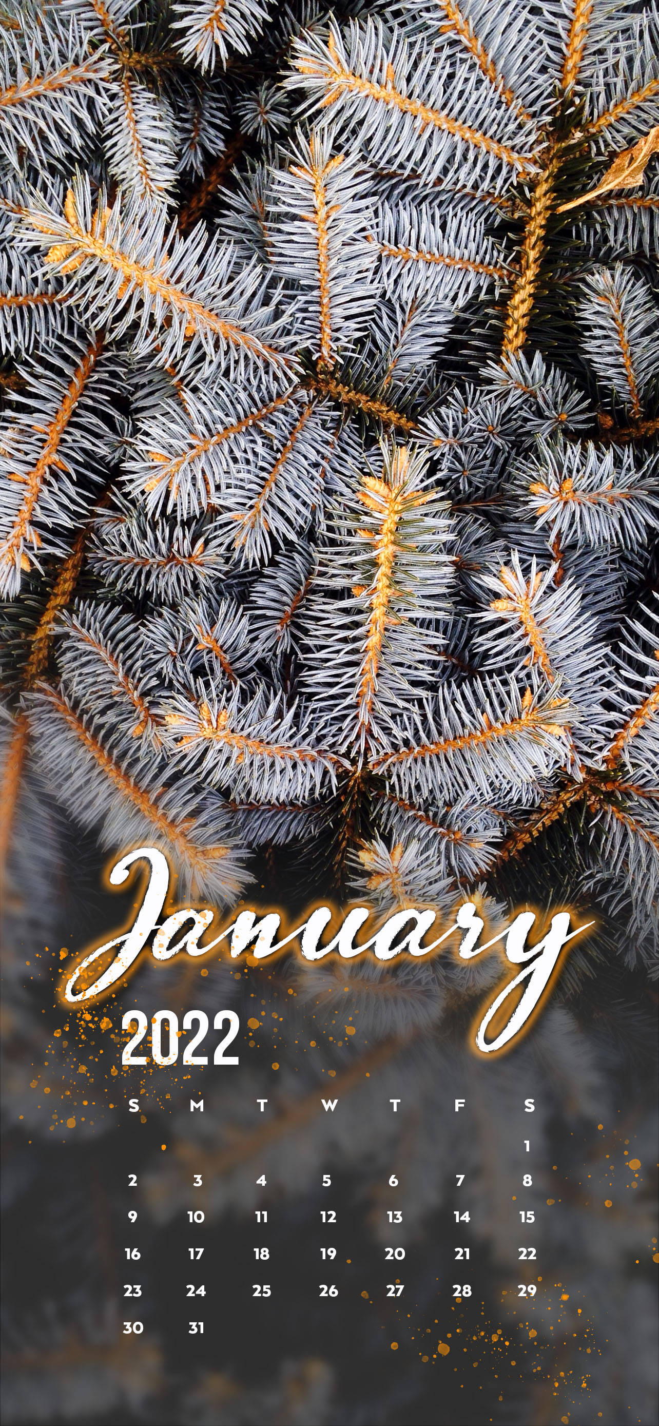 Hvid fyrretræ januar 2022 Wallpapers