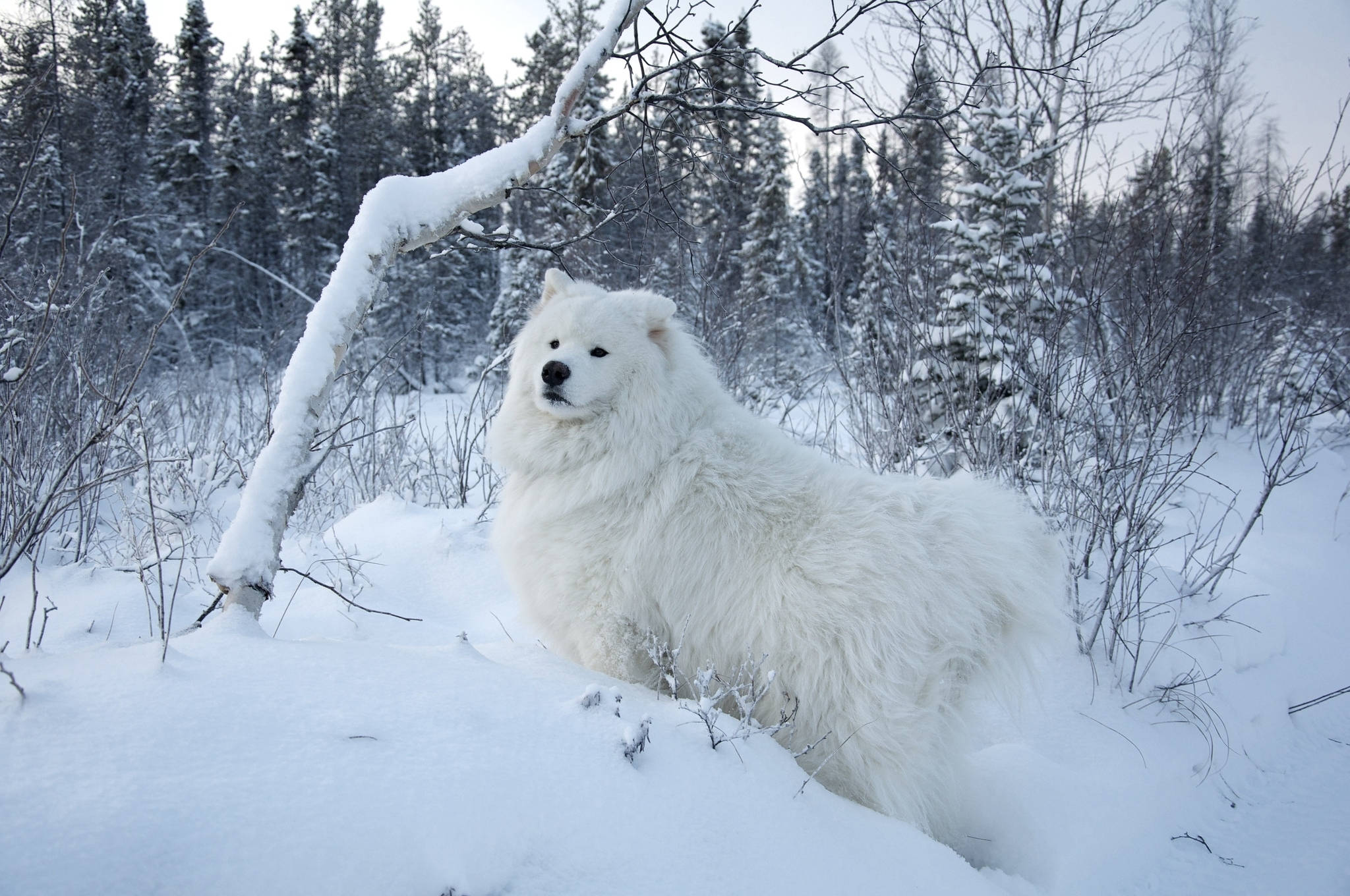Hvid hund om vinteren Wallpapers