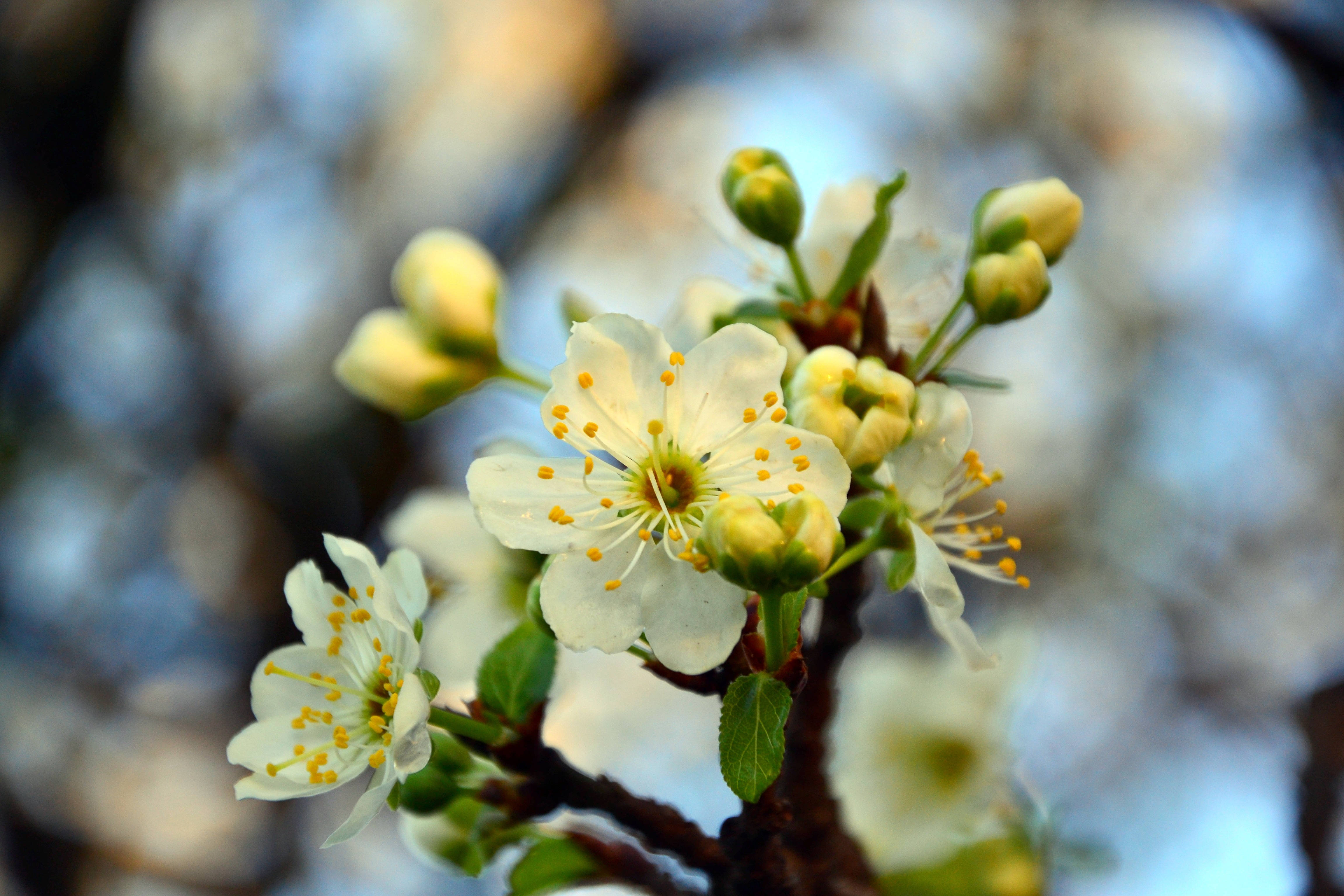 Hvid kirsebærblomstgren Wallpapers