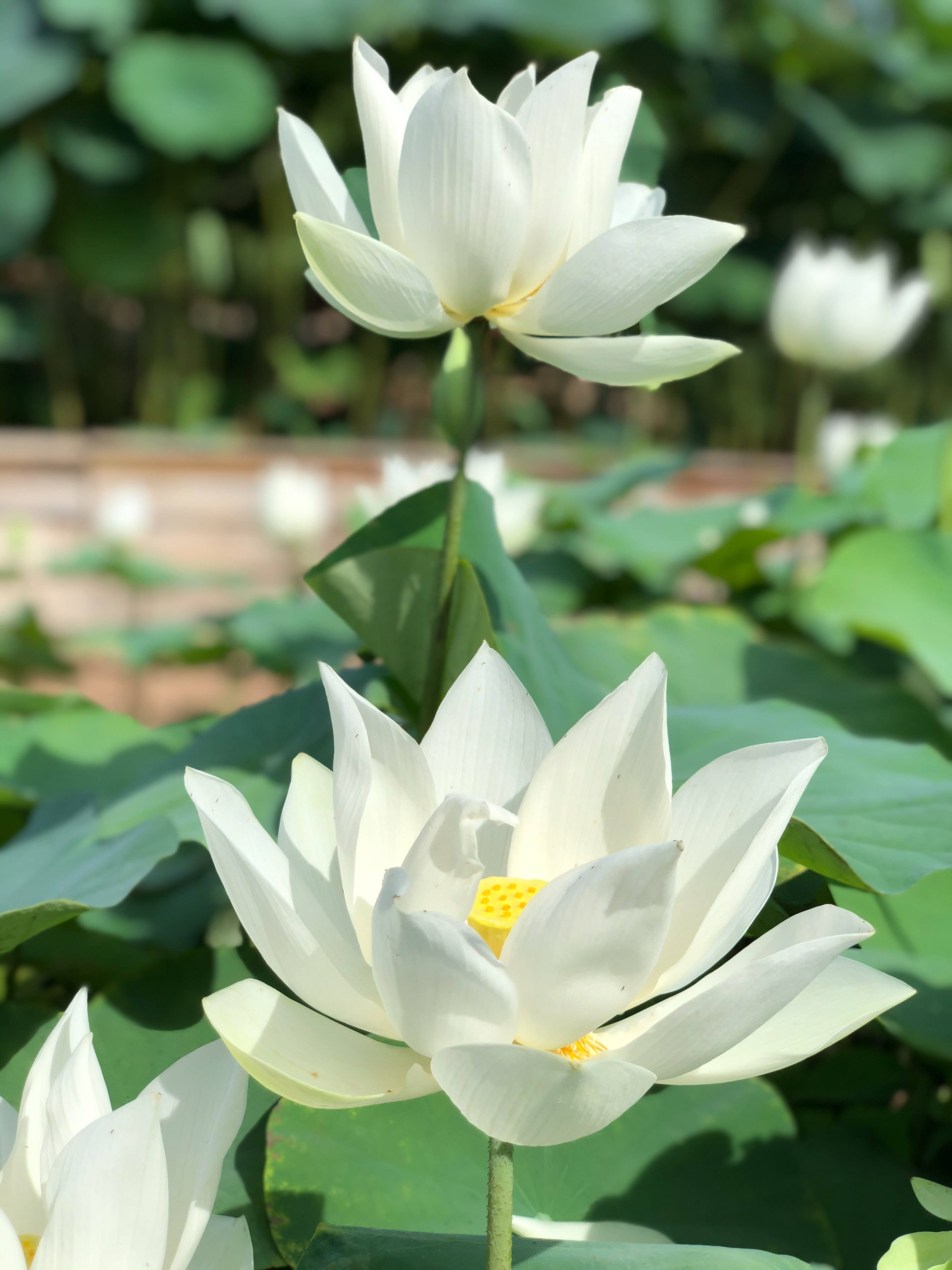 Hvid Lotusblomst Wallpapers