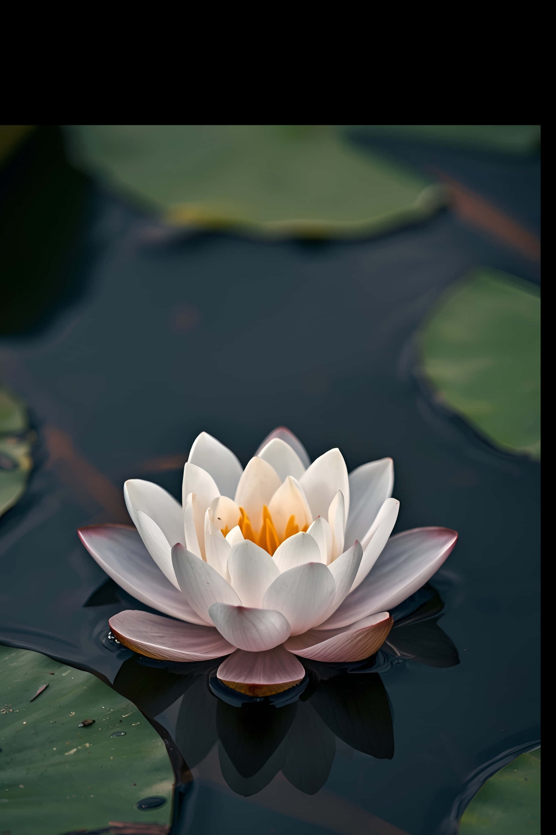 Hvid Lotusblomst på Mørkt Vand Baggrundsbillede Wallpapers