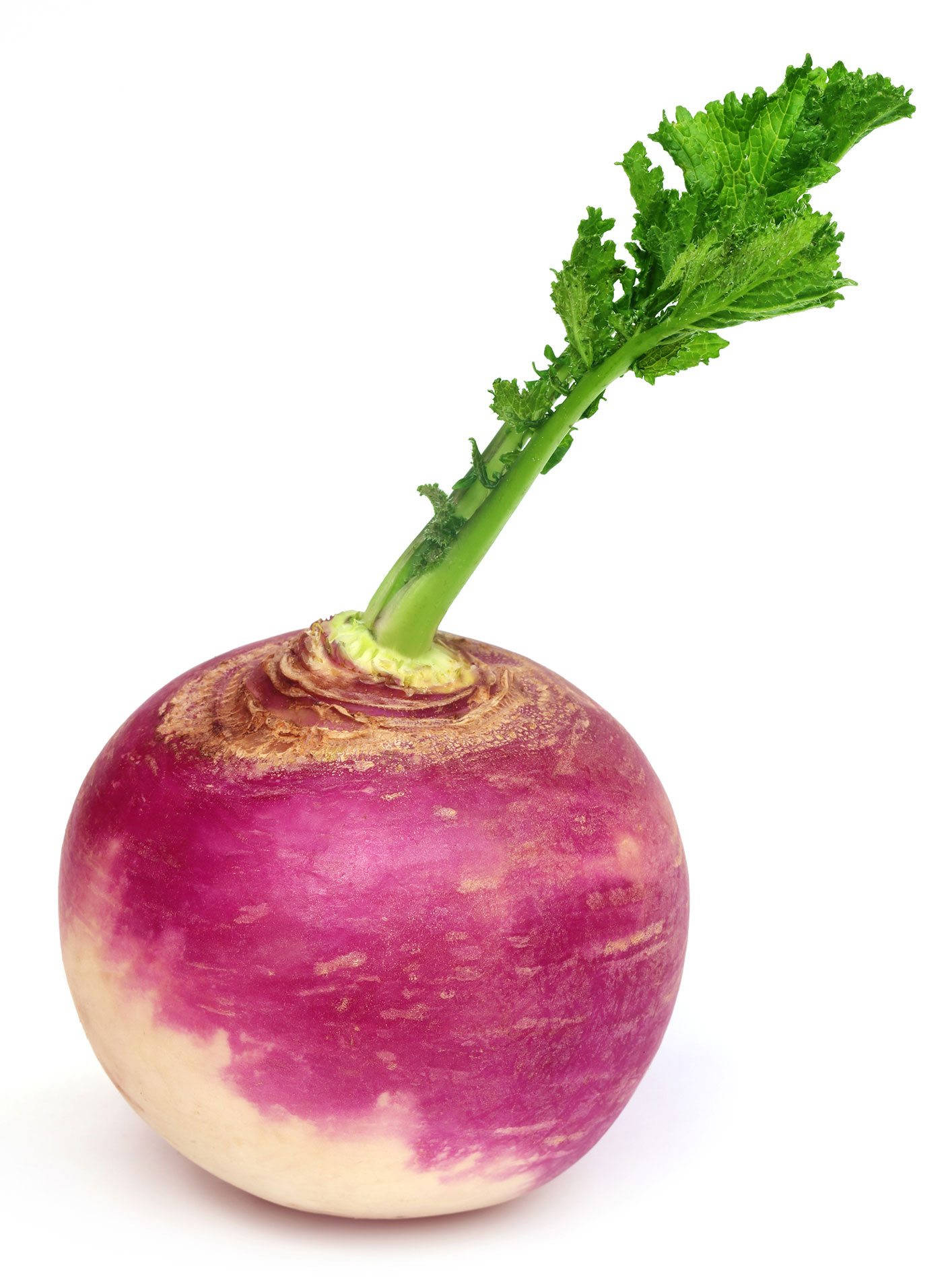 Hvid majroe med blad Wallpapers