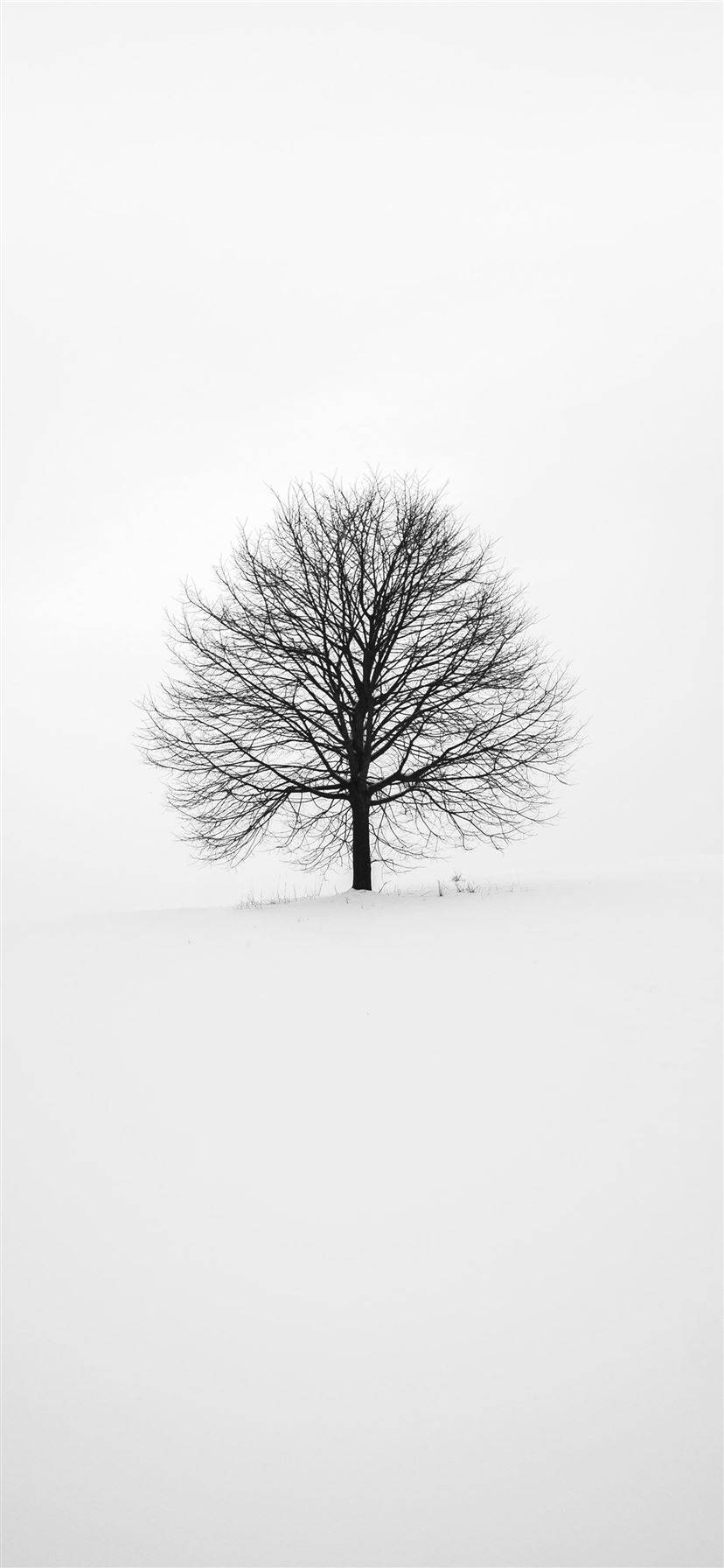 Hvid Med Bladløst Træ iPhone Wallpapers