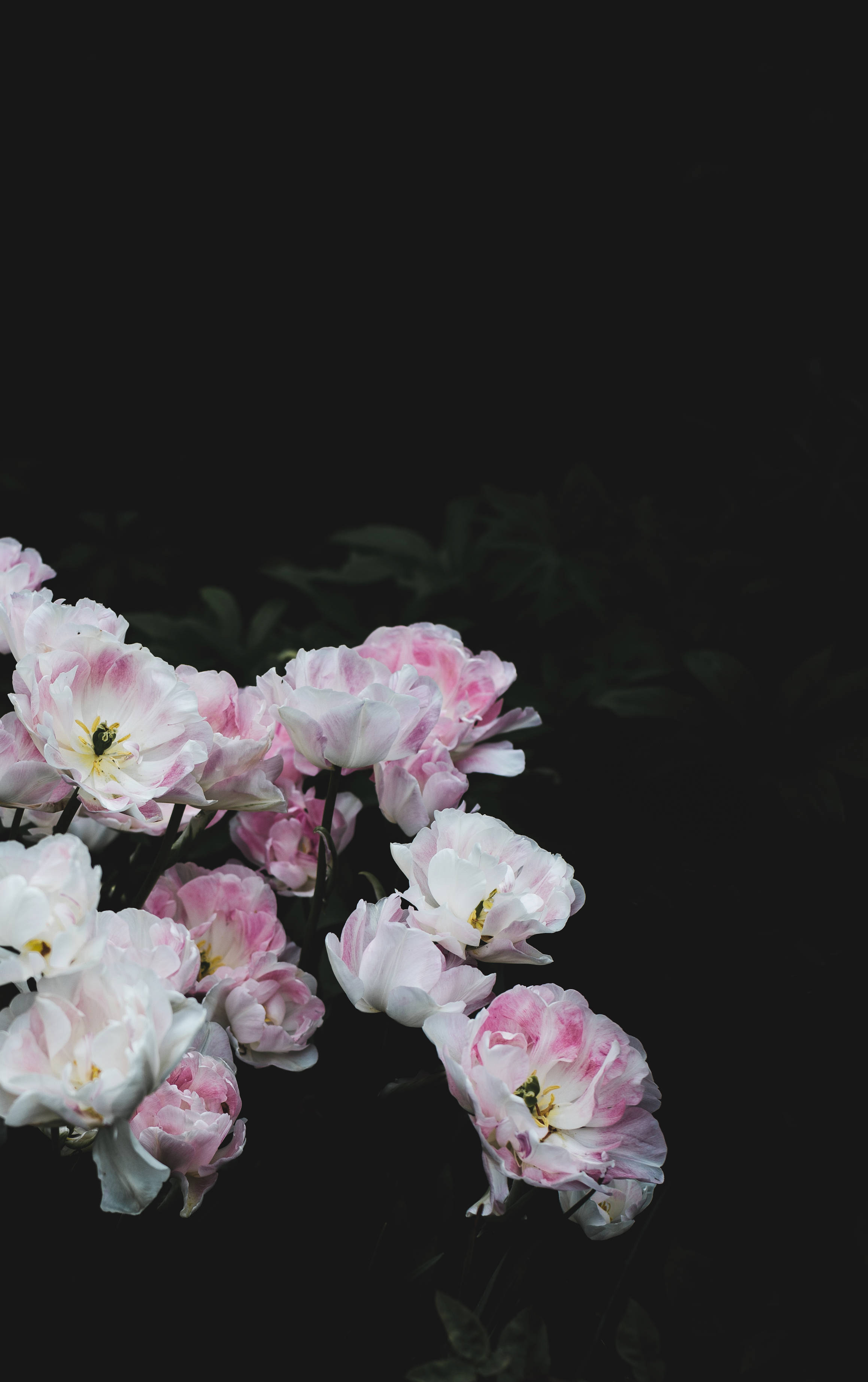 Hvid og lyserød blomst på mørk baggrund Wallpapers