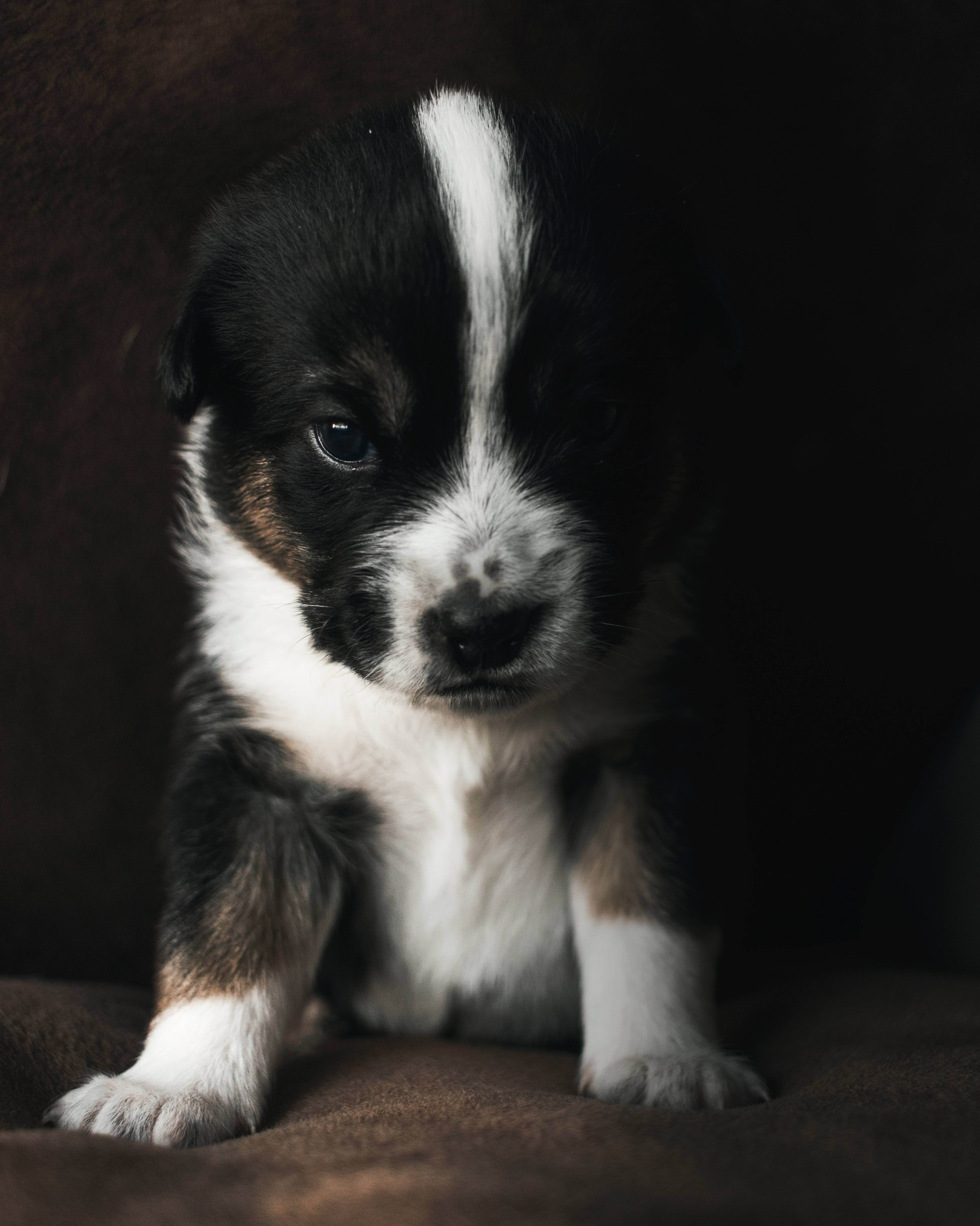Hvid og sort sød hvalp på sofa Wallpapers