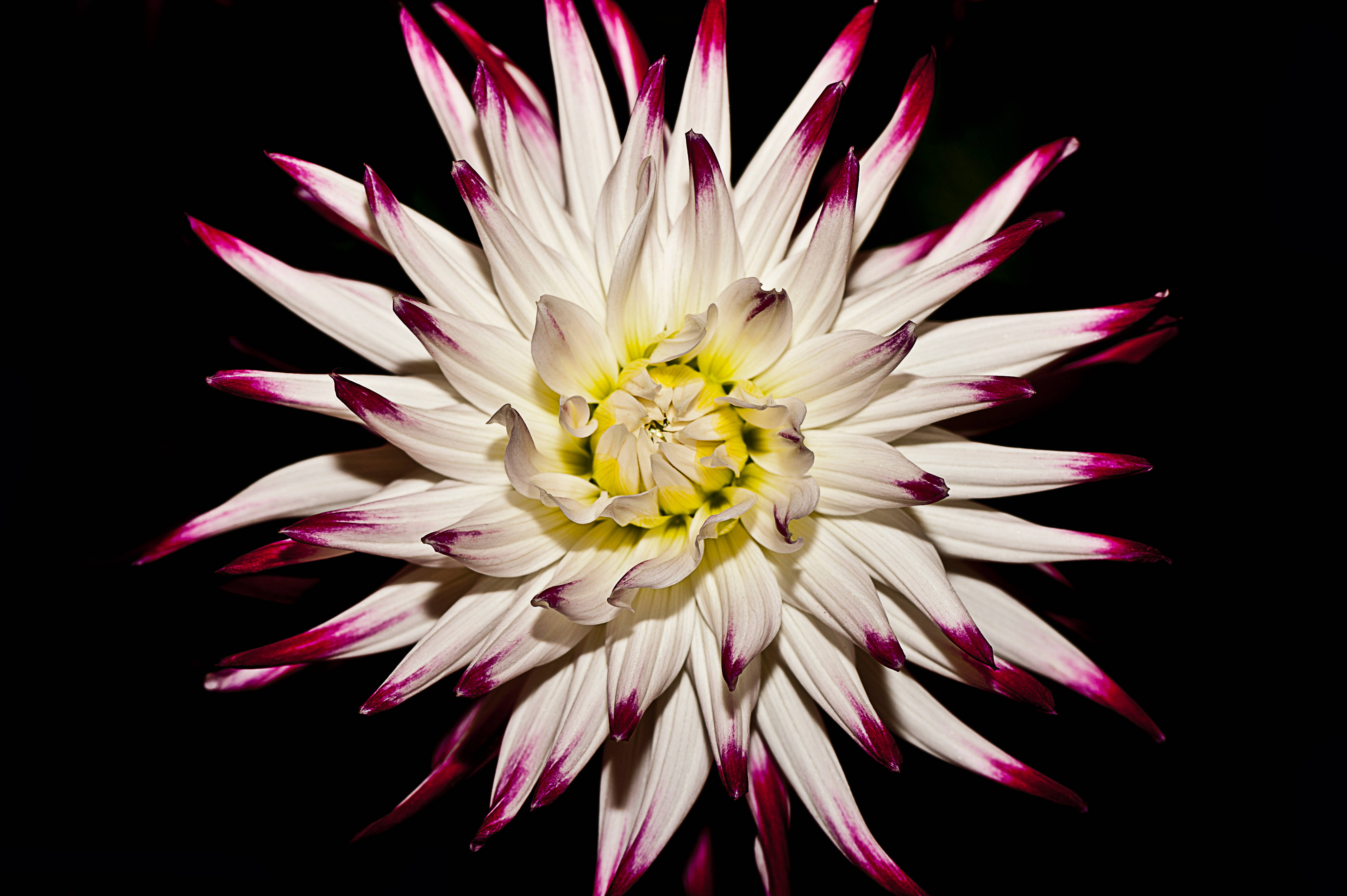 Hvid pink mørk blomstret Wallpapers