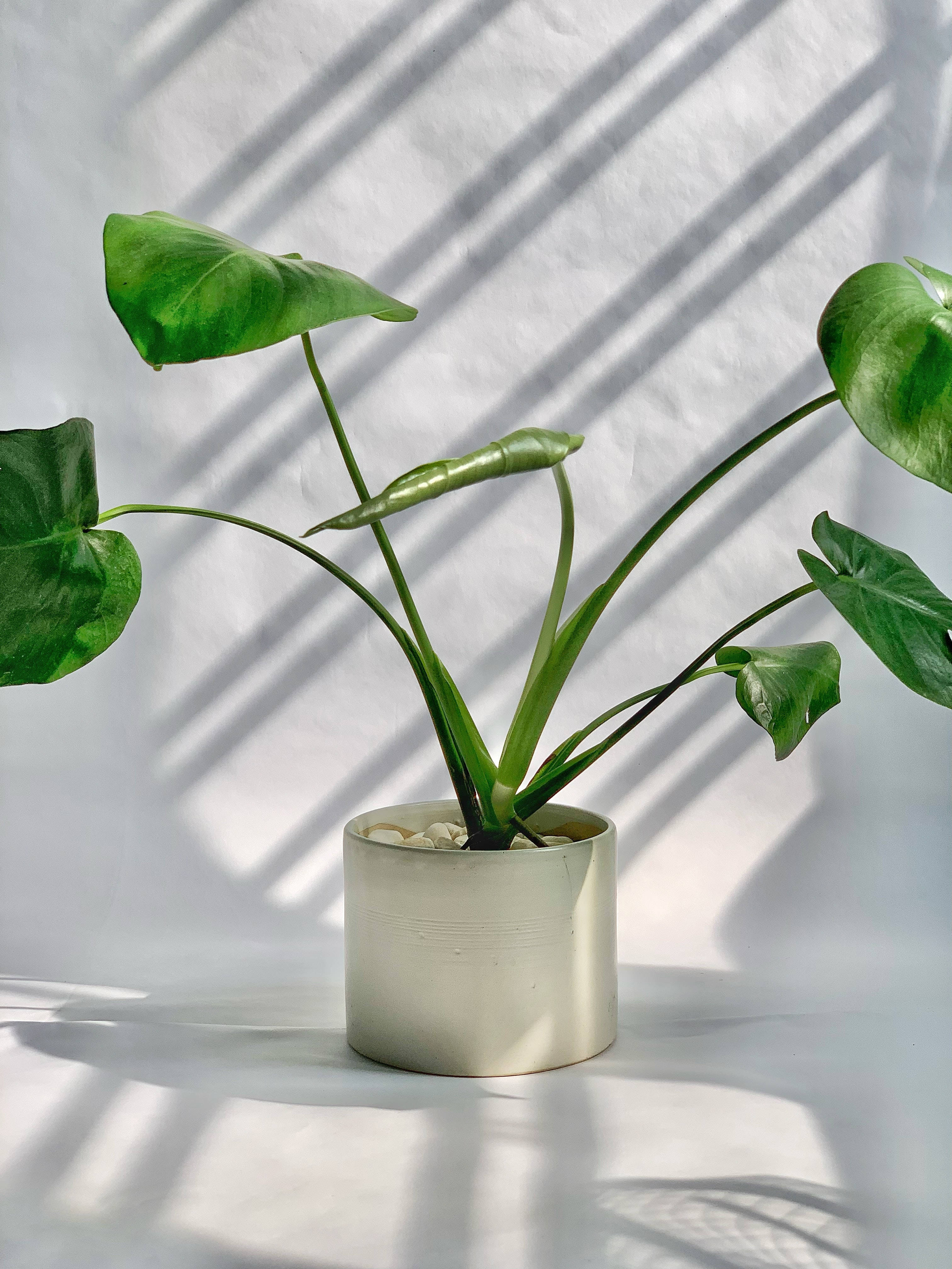 Hvid potteplante æstetik Wallpapers