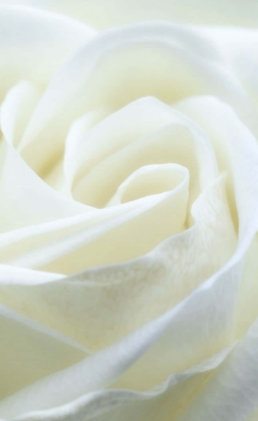 hvid rose fotografi - hvid rose kunsttryk Wallpapers