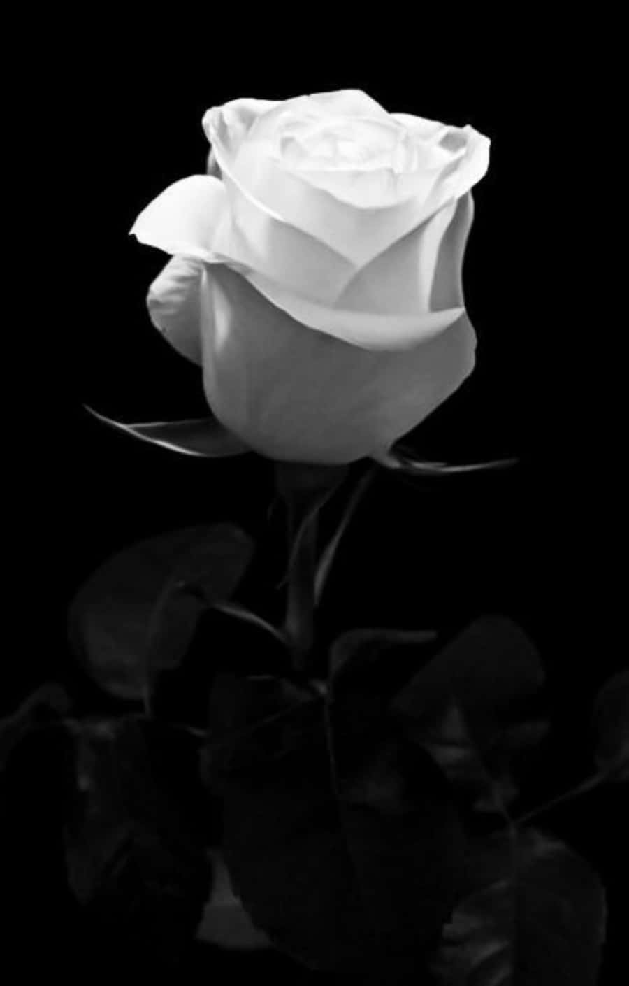 Hvid Rose Sort/Hvid Billeder Wallpapers