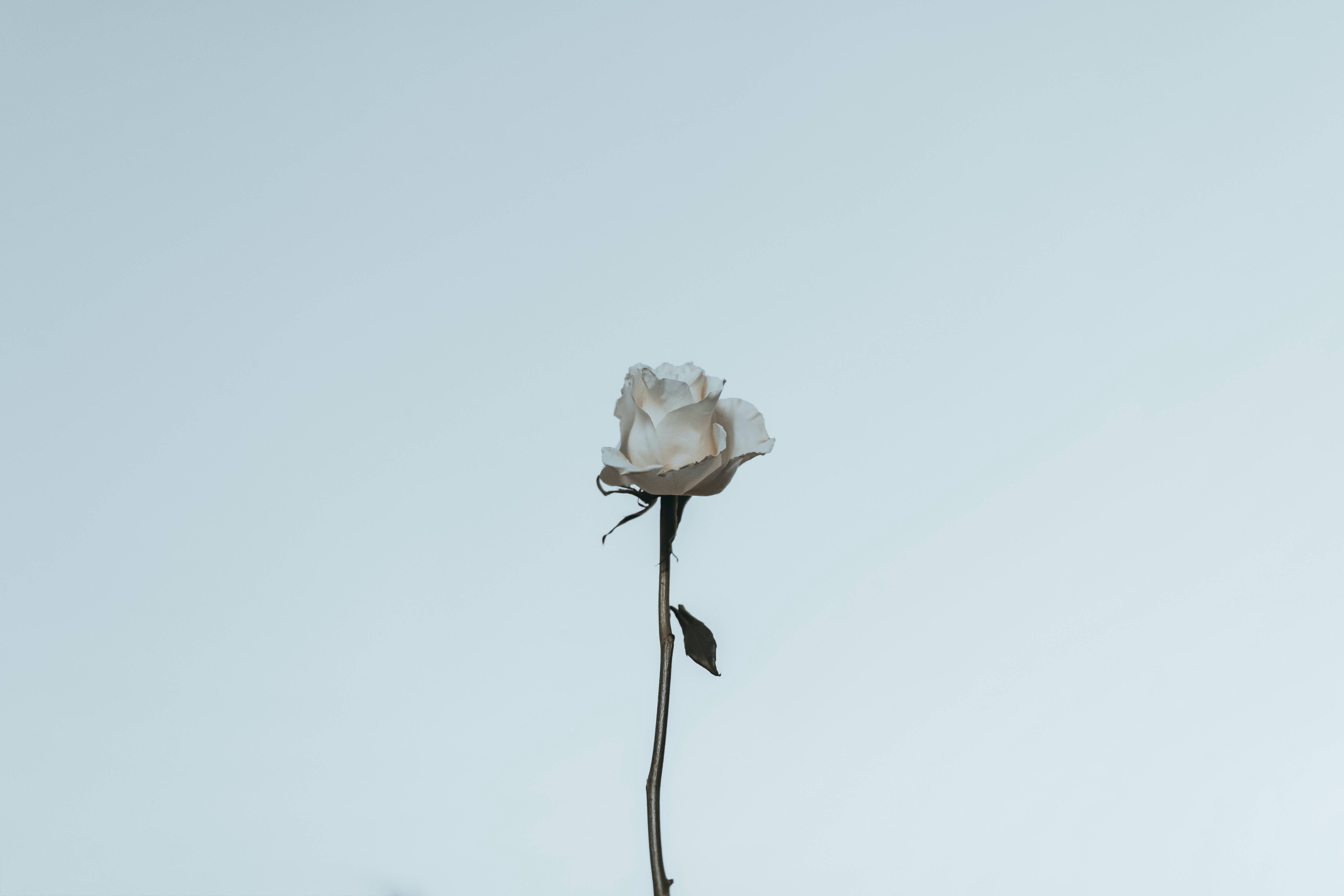 Hvid rose æstetik Wallpapers