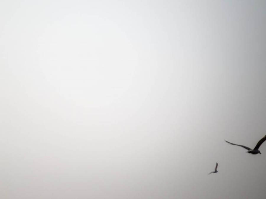 Hvid skærm med fugle Wallpapers