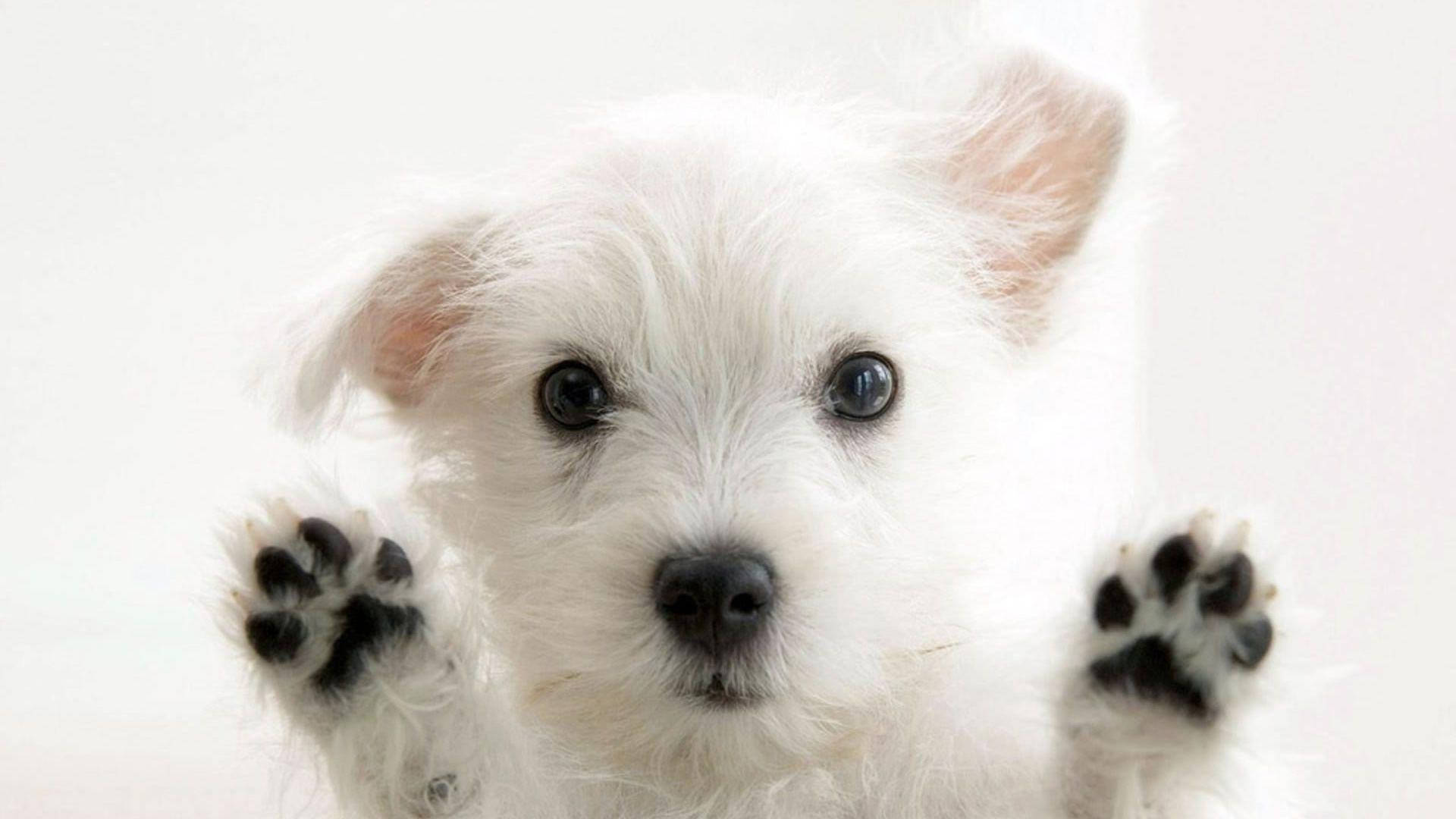 Hvid Terrier Hund Sød Skrivebord Wallpapers