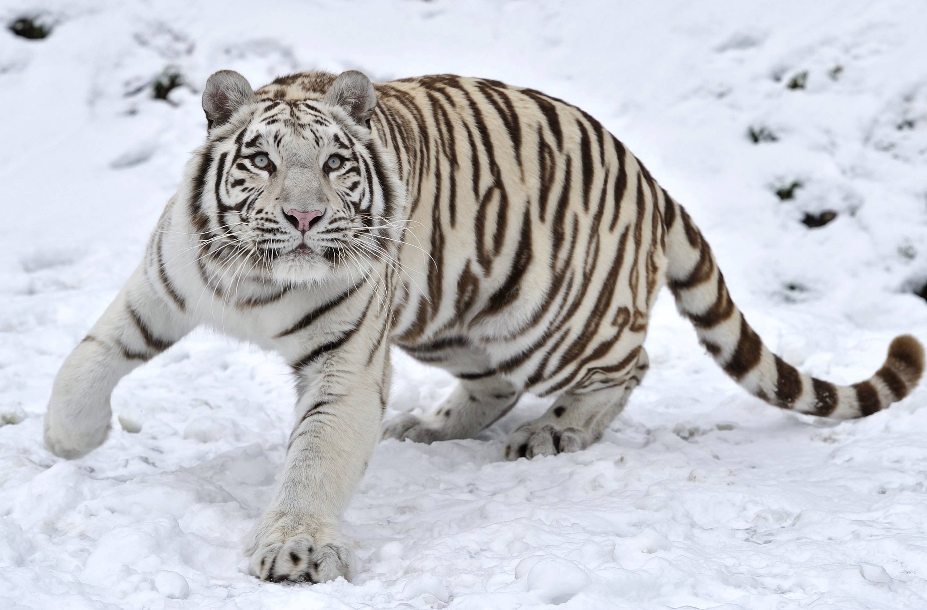 Hvid Tiger i Vinterlandskab Wallpapers