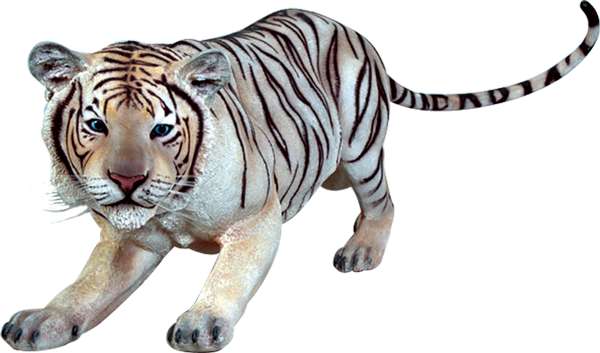 Hvid tiger på jagt Wallpapers