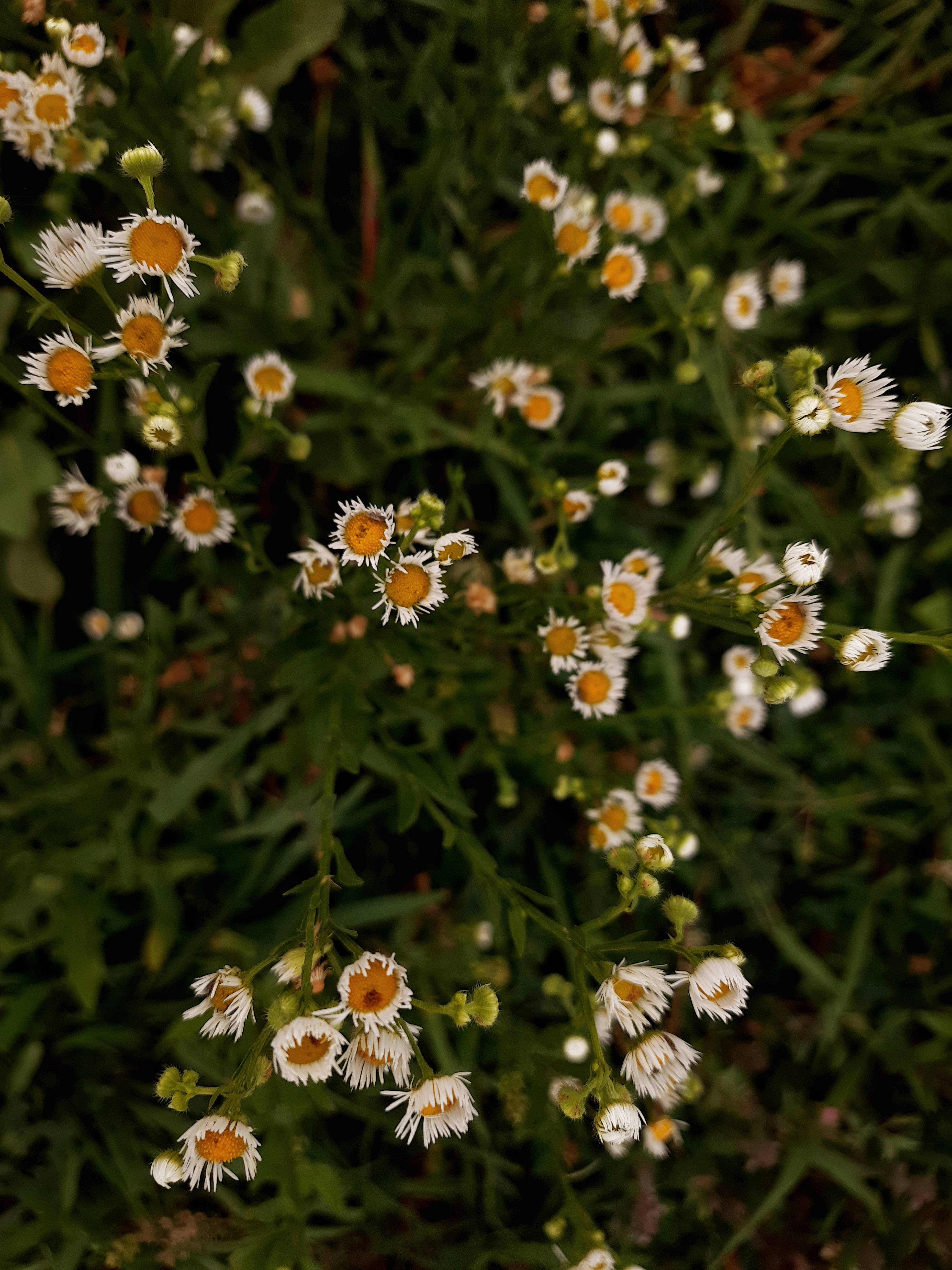 Hvide blomster græs cottagecore æstetik Wallpapers