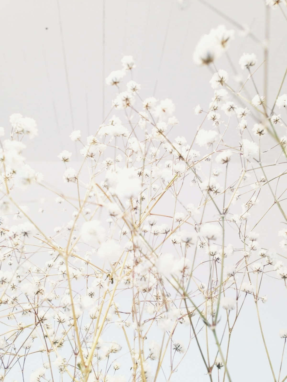 hvide blomster i en vase mod en hvid himmel Wallpapers