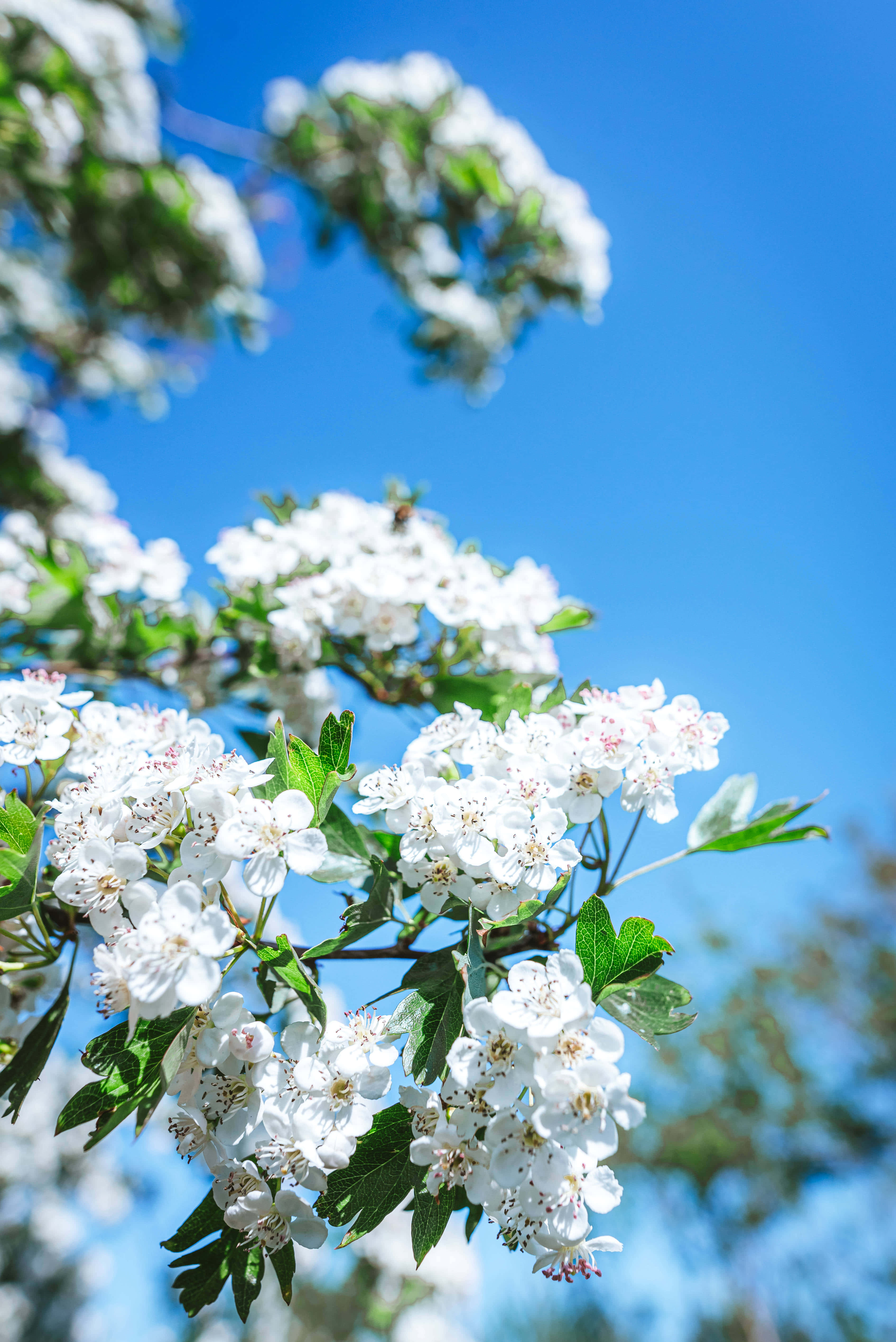 hvide blomster på et træ Wallpapers