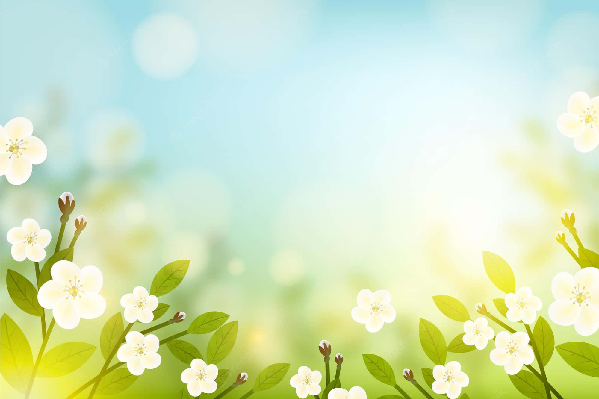 hvide blomster på en grøn baggrund Wallpapers
